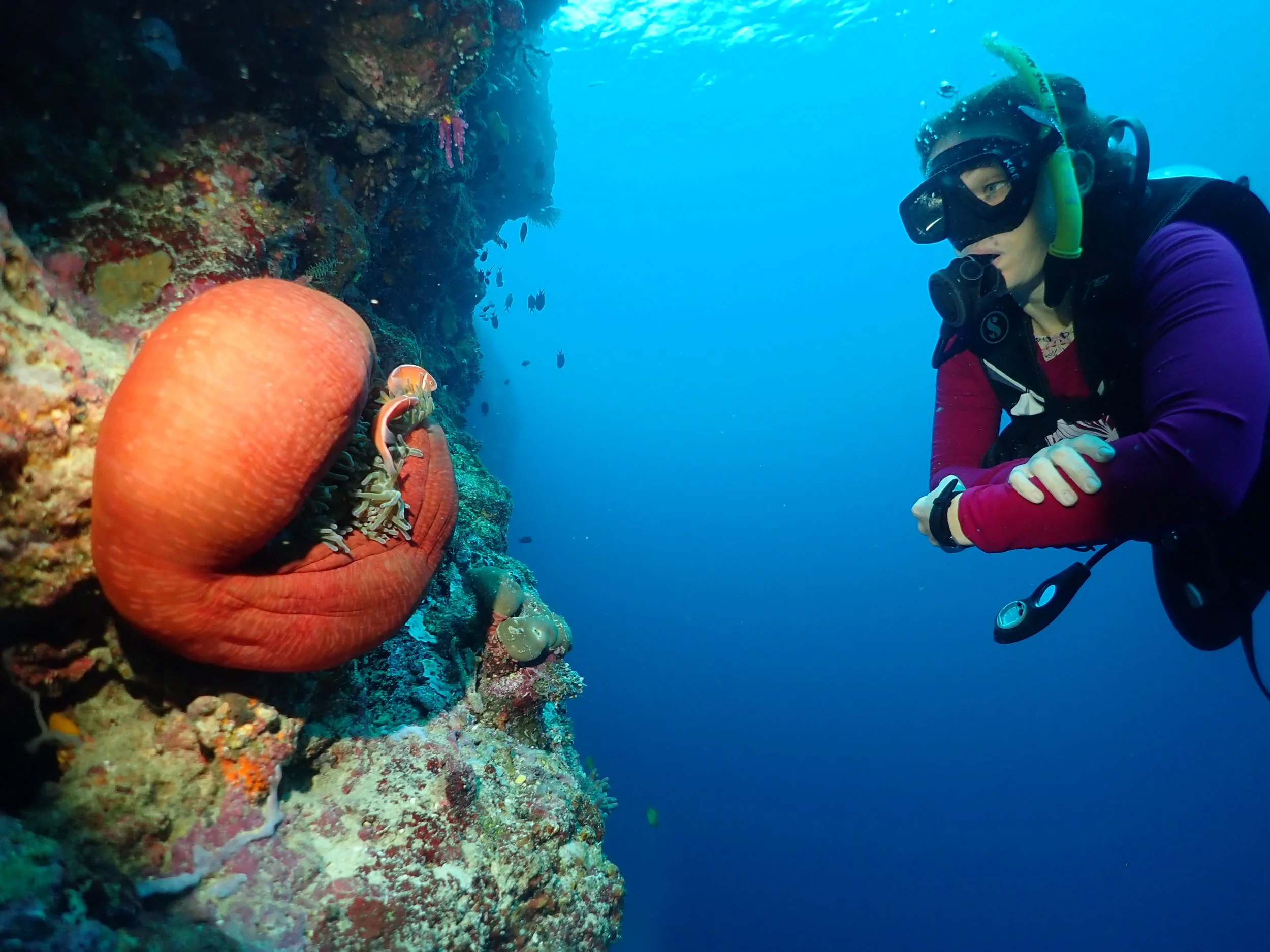 Underwater scenes from Papua New Guinea’s marine environments, including coral reefs, tropical fish, and dive experiences.