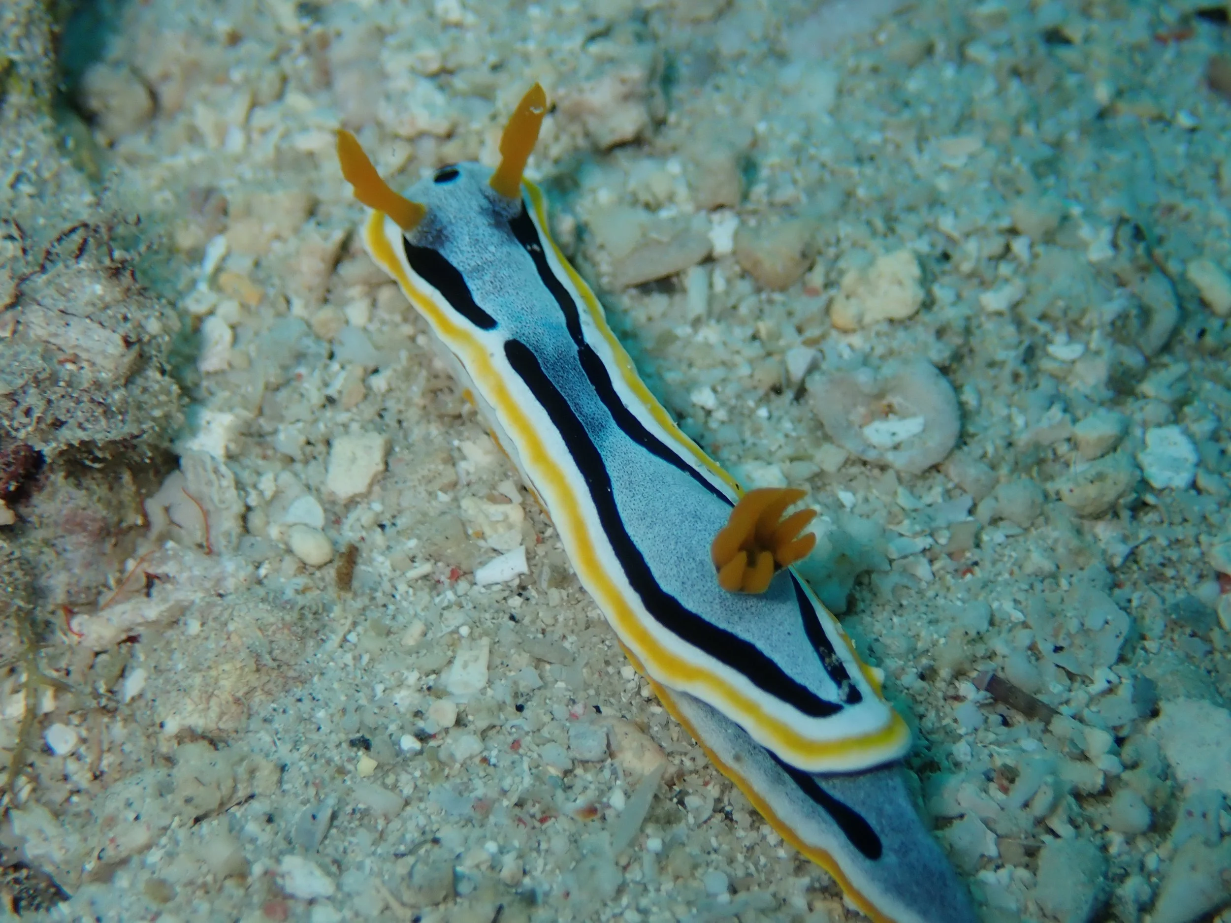 Underwater scenes from Papua New Guinea’s marine environments, including coral reefs, tropical fish, and dive experiences.
