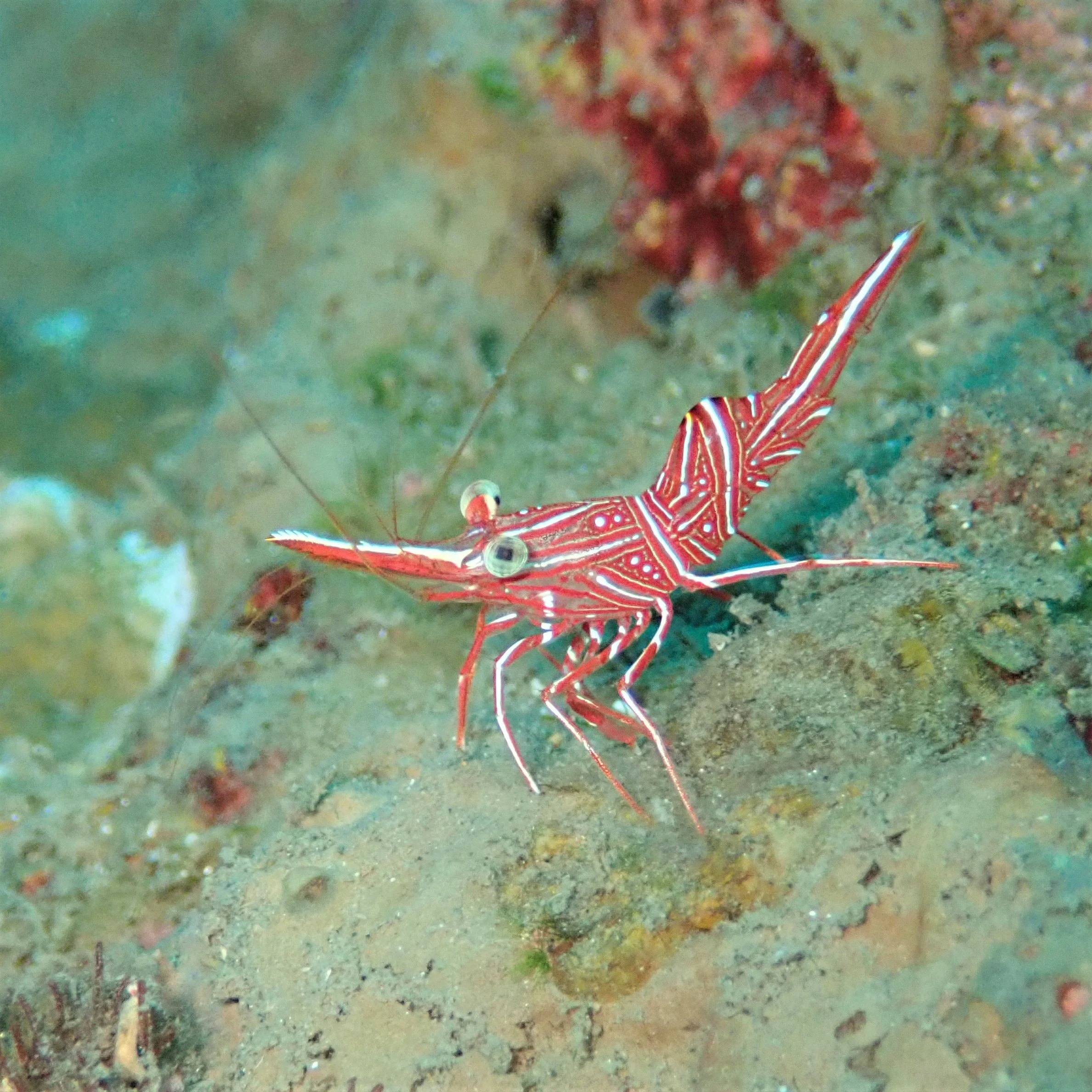 Underwater scenes from Papua New Guinea’s marine environments, including coral reefs, tropical fish, and dive experiences.