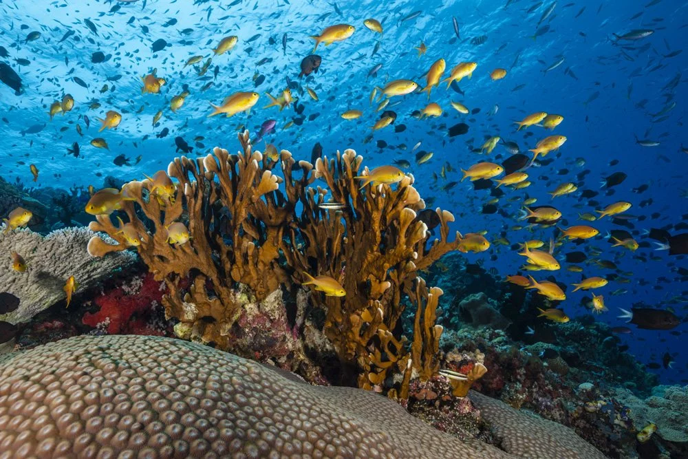 Underwater scenes from Papua New Guinea’s marine environments, including coral reefs, tropical fish, and dive experiences.