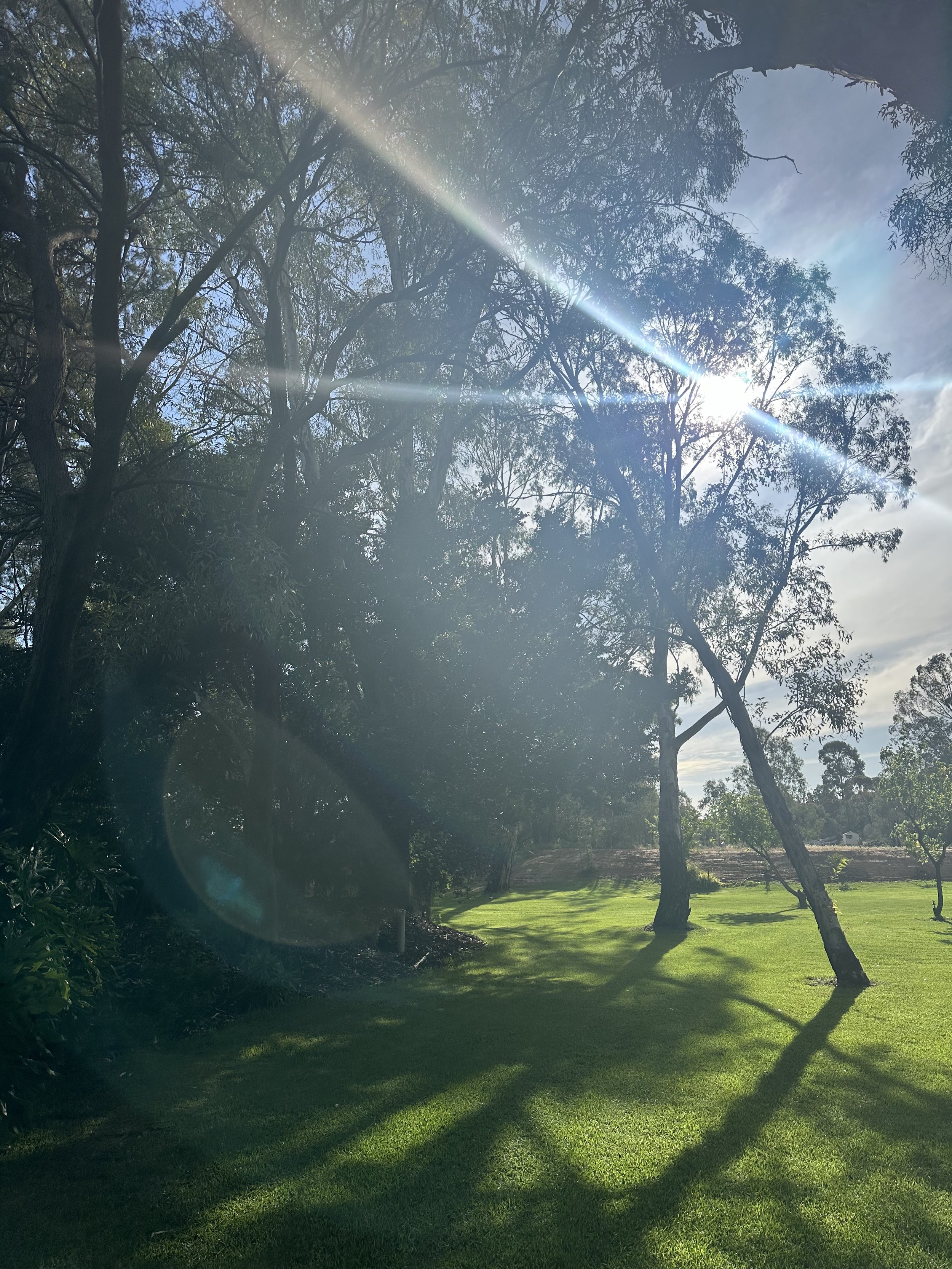 Sunlight shining through trees onto a grassy area in a park or yard.