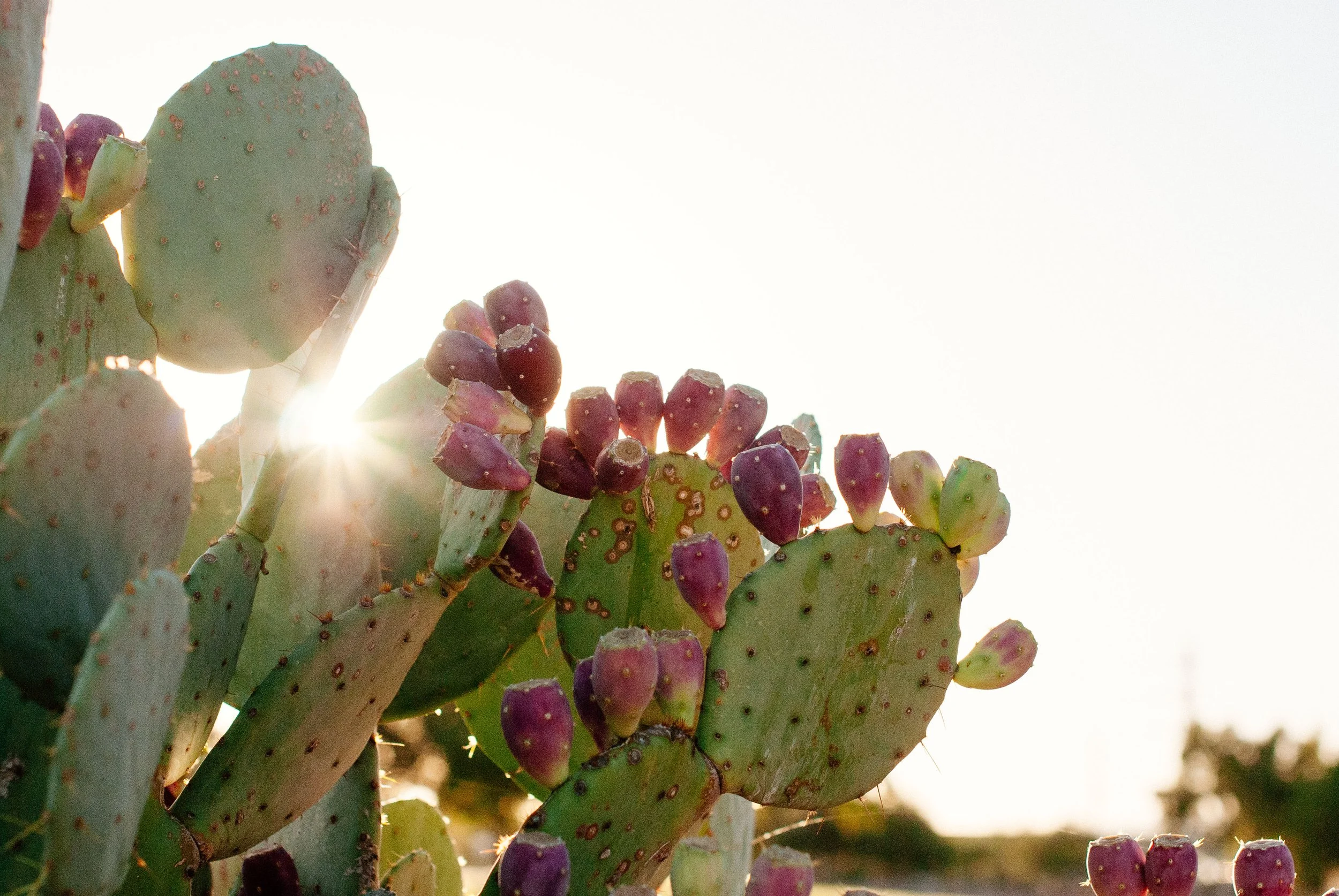 prickly pear cactus with sun behind it