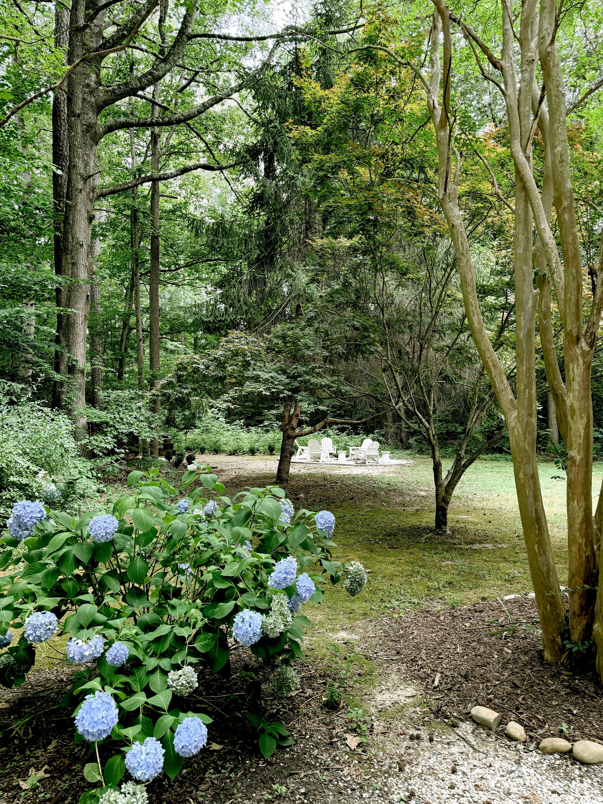 The hydrangeas are in full bloom at Stay Namu 🪻🪻🪻🪻🪻🪻🪻🪻🪻🪻🪻🪻🪻🪻🪻🪻🪻🪻🪻🪻🪻