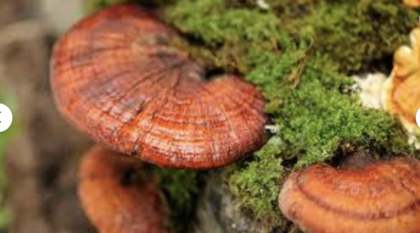 Reishi mushrooms.png
