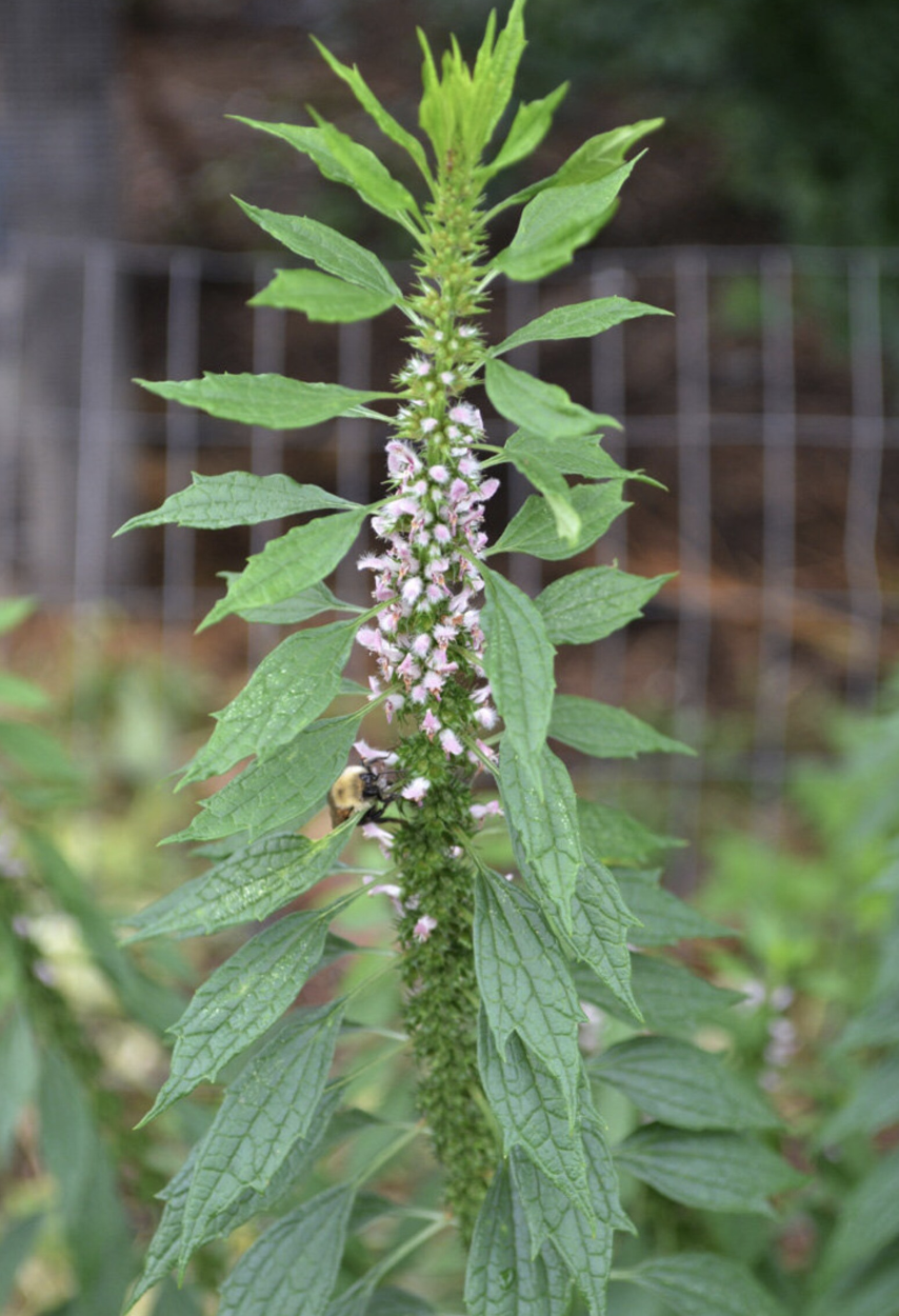 Motherwort herb.png