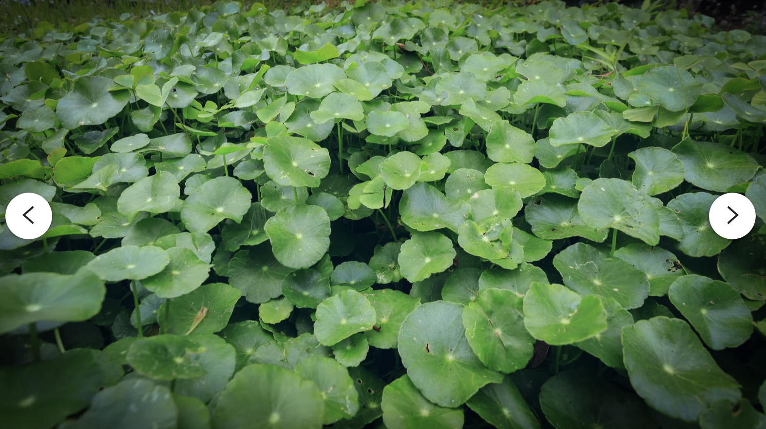 Gotu Kola plant.png