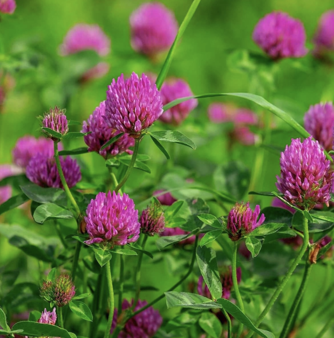 Red Clover image.png