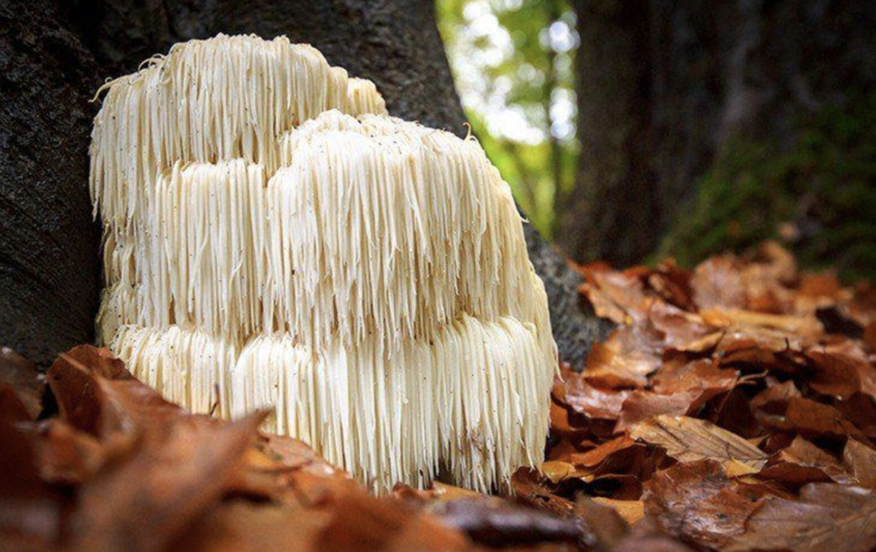 Lions Mane mushroom.png