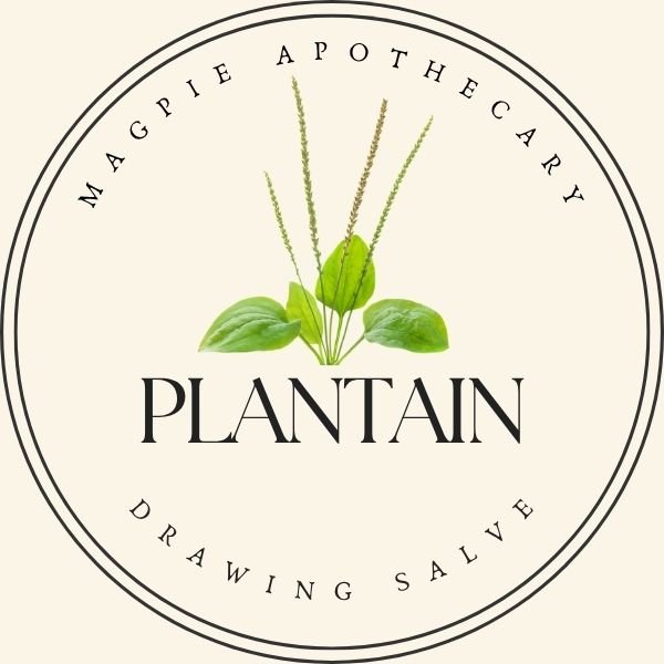plantain salve.jpg