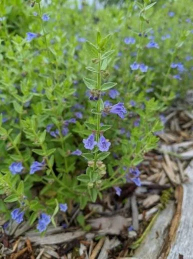 SKULLCAP.jpg