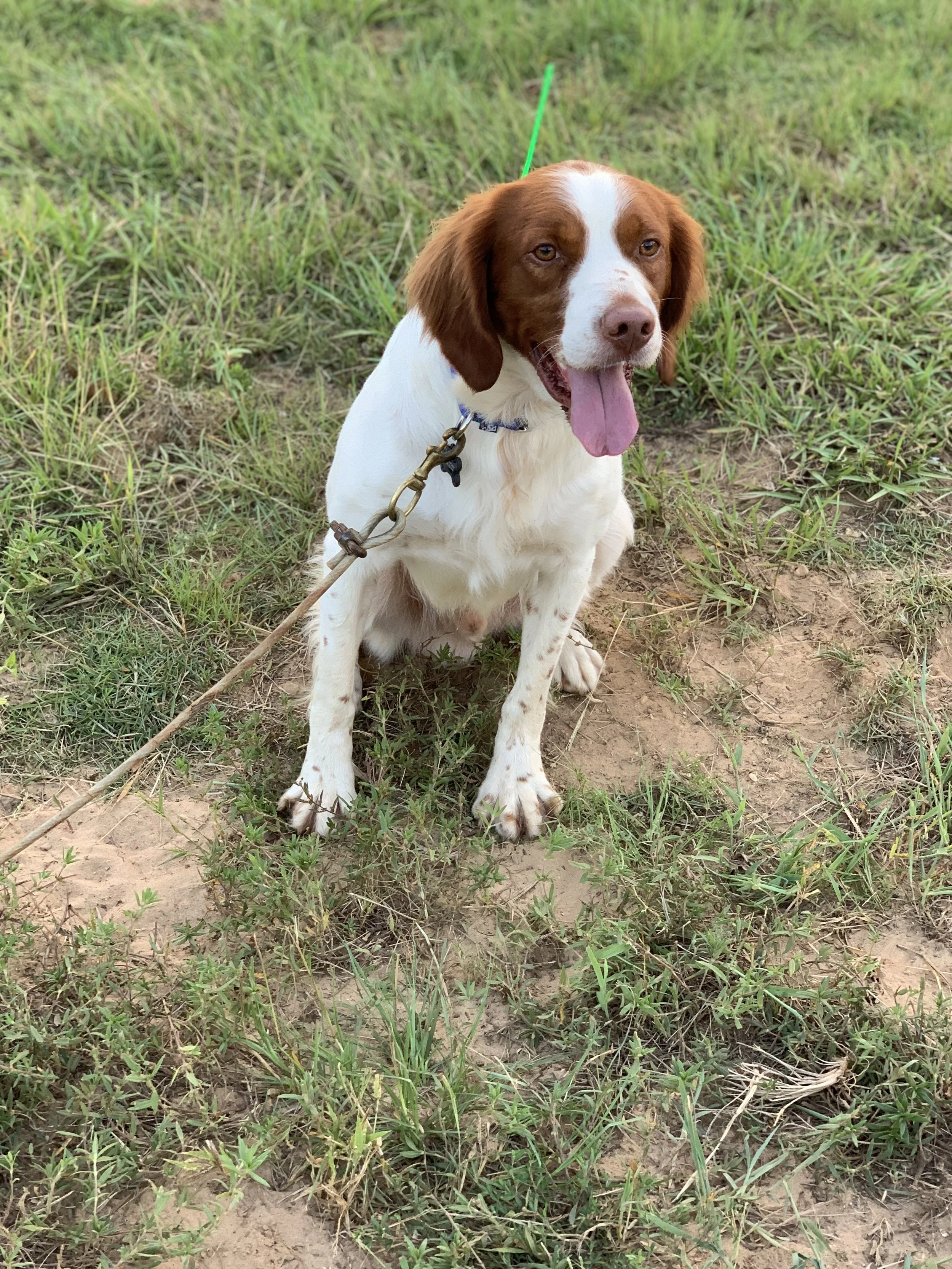 Sweet Home's Texas Pete