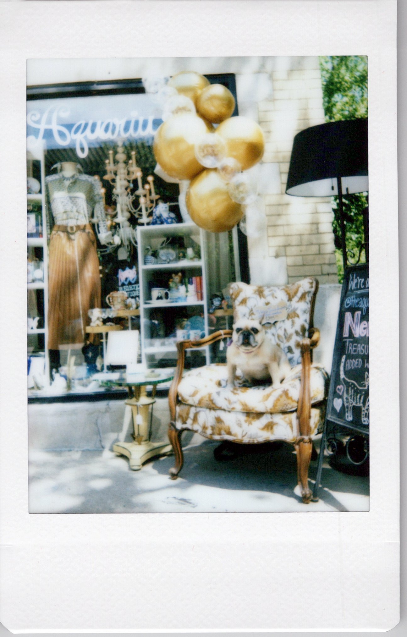 A shop window display with a mannequin wearing a leopard print top and a tan pleated skirt, a chandelier, a white bookshelf with various items, balloons, a dog sitting in a vintage chair, and a blackboard sign.