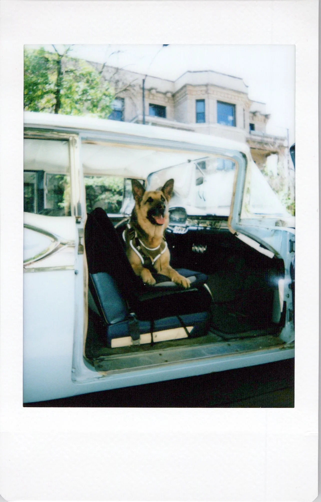 A German shepherd dog sitting inside the front of a vintage white vehicle, possibly a camper van, with a city building and trees in the background.