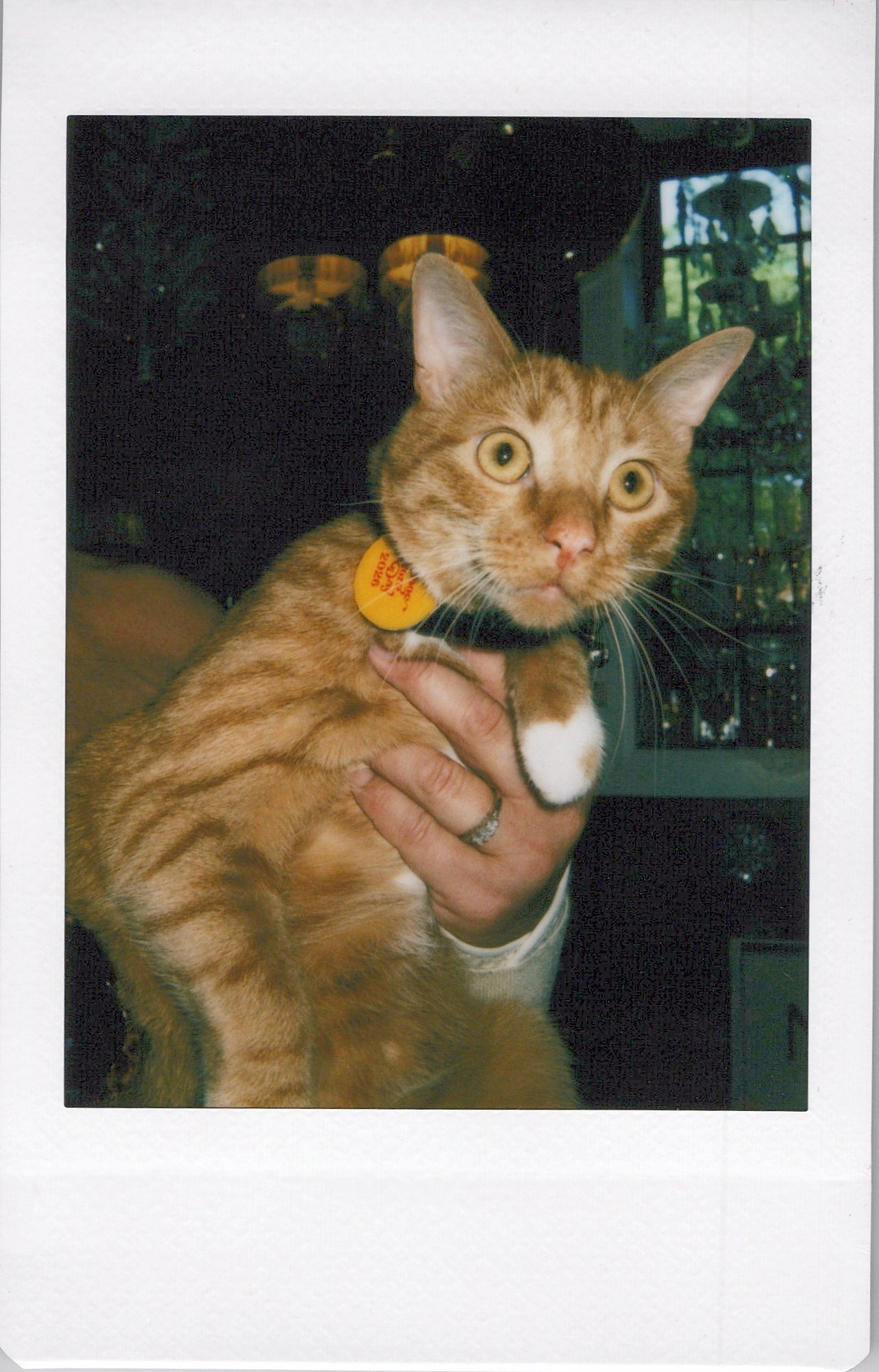 A person holding an orange tabby cat with a yellow collar indoors, with a window and green plants in the background.