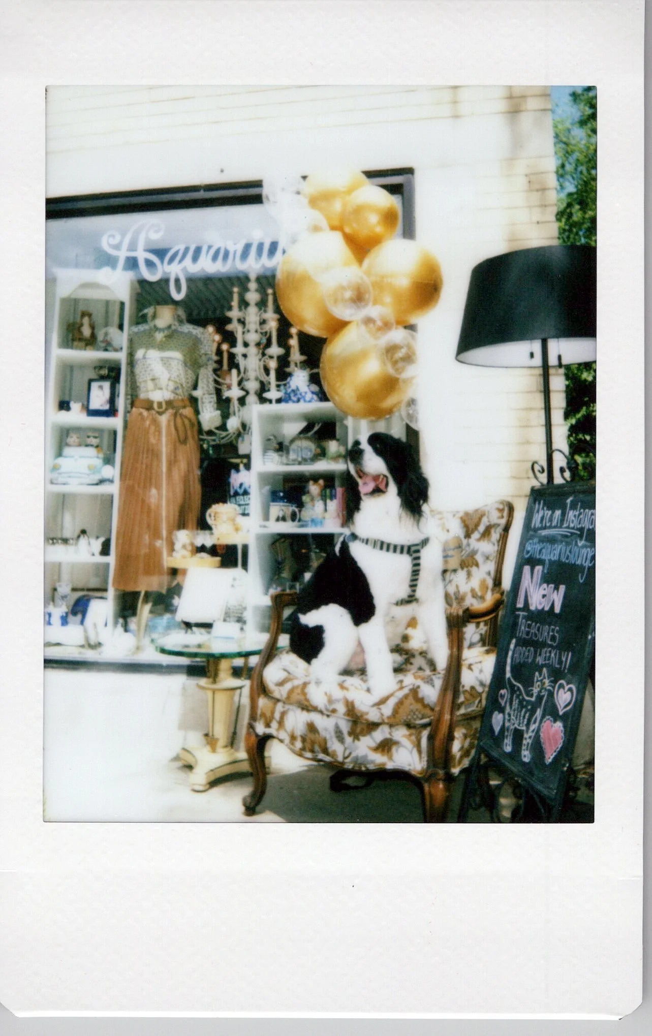 Display of vintage items and home decor with a black and white dog sitting on an ornate floral-patterned chair in front of a chalkboard sign.