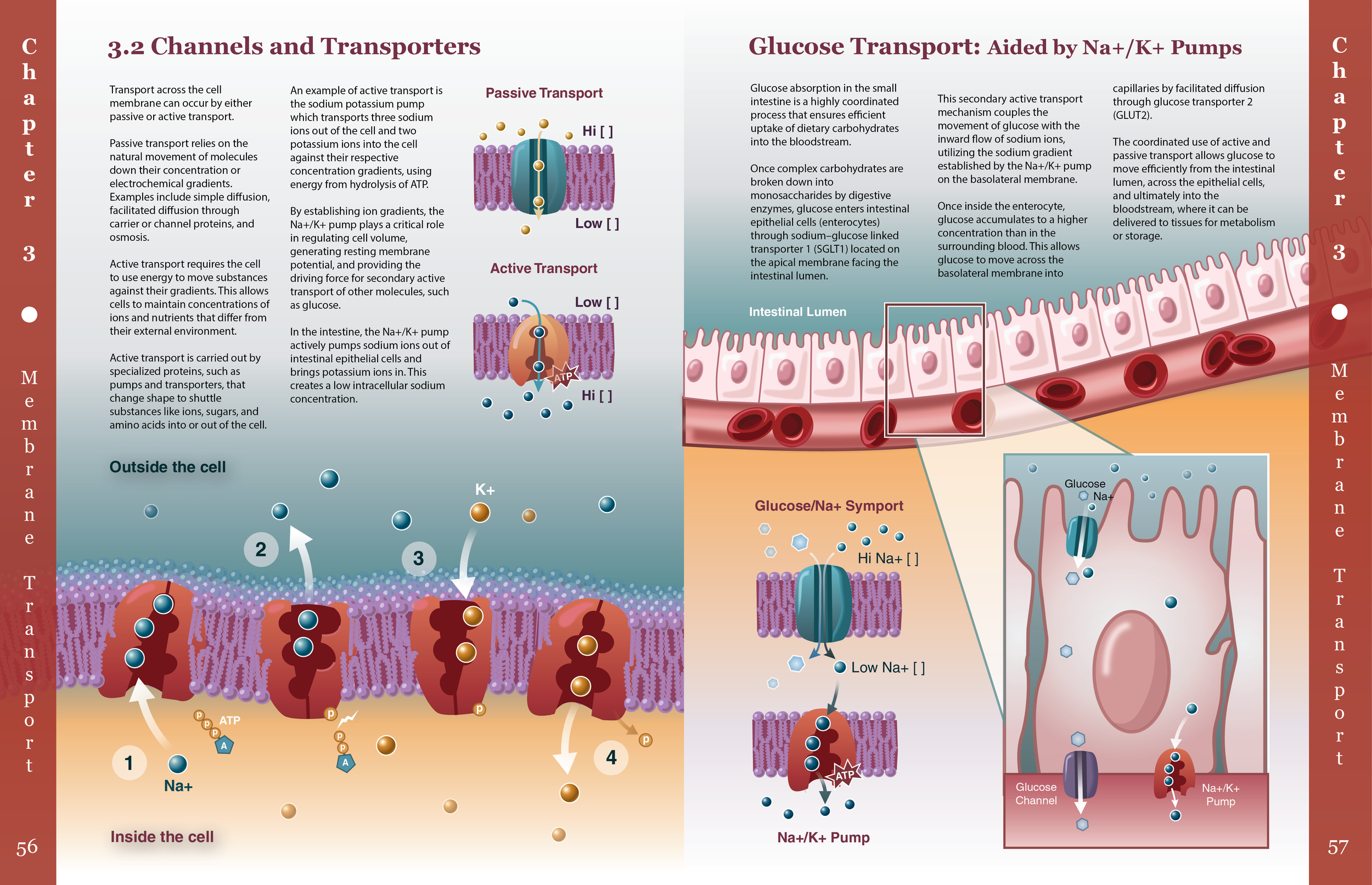 Cell Biology Textbook Spread — Abby Nautel