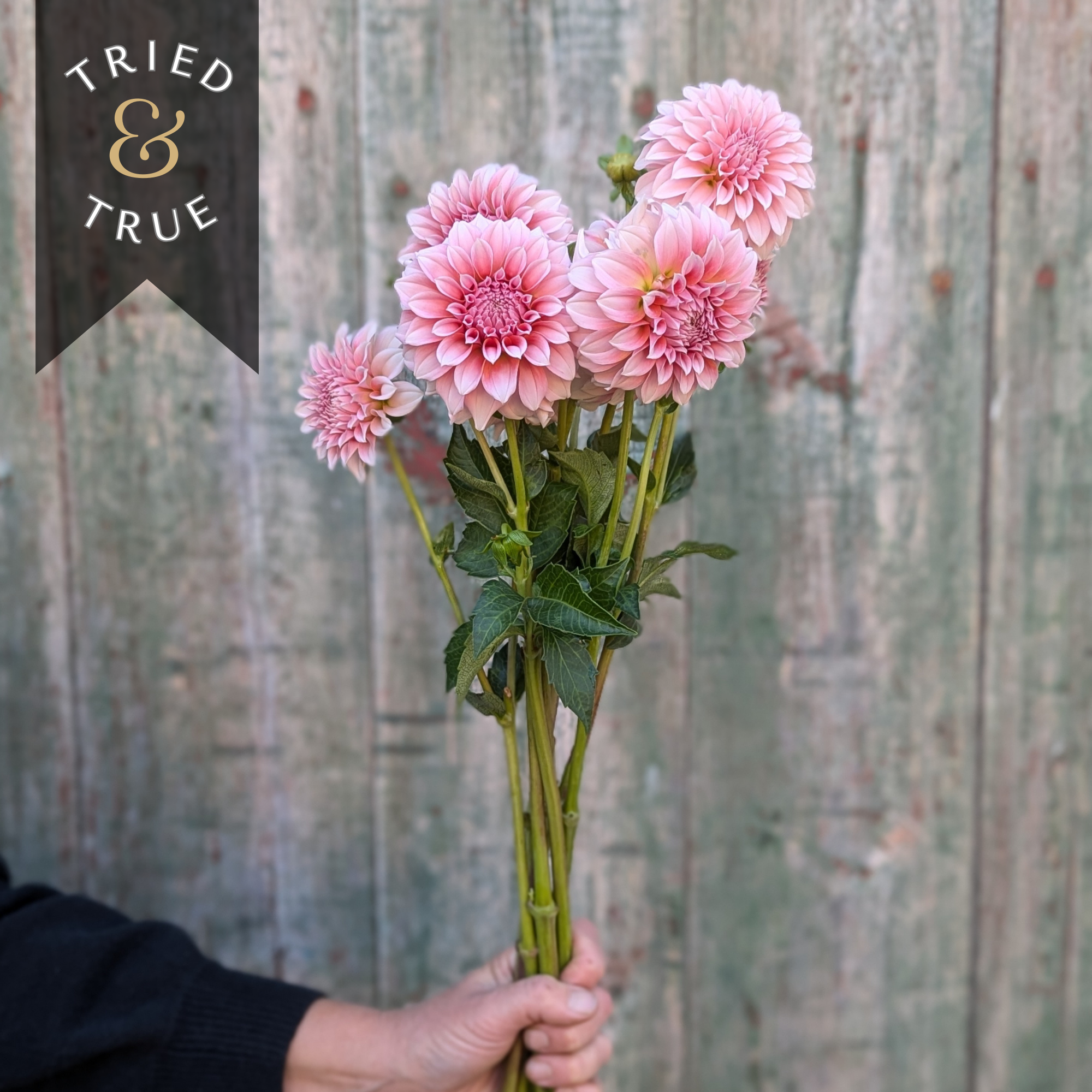 Black Elegant Badge Logo (8 x 8 in) (3).png