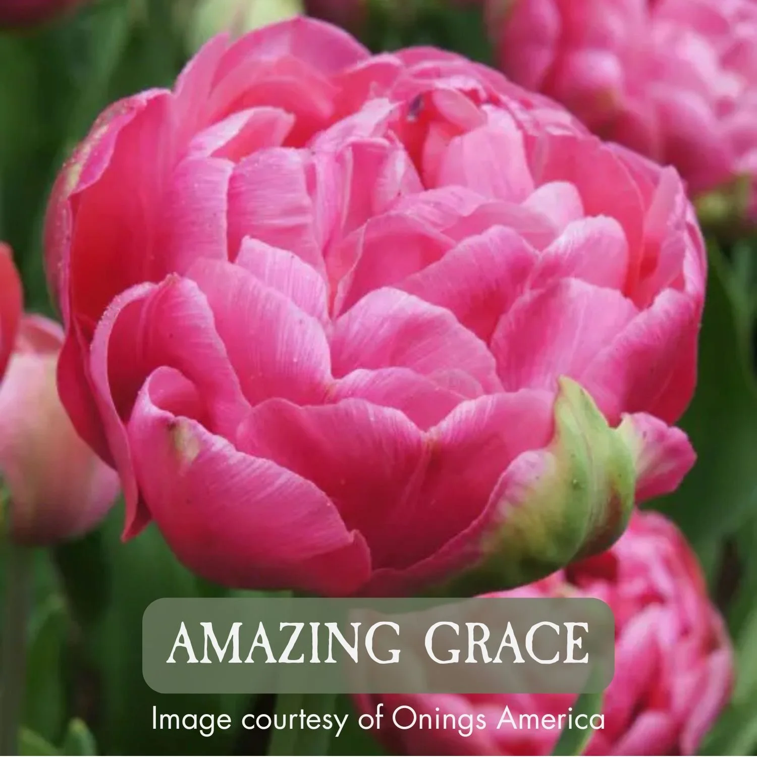 Specialty Tulip Bulbs