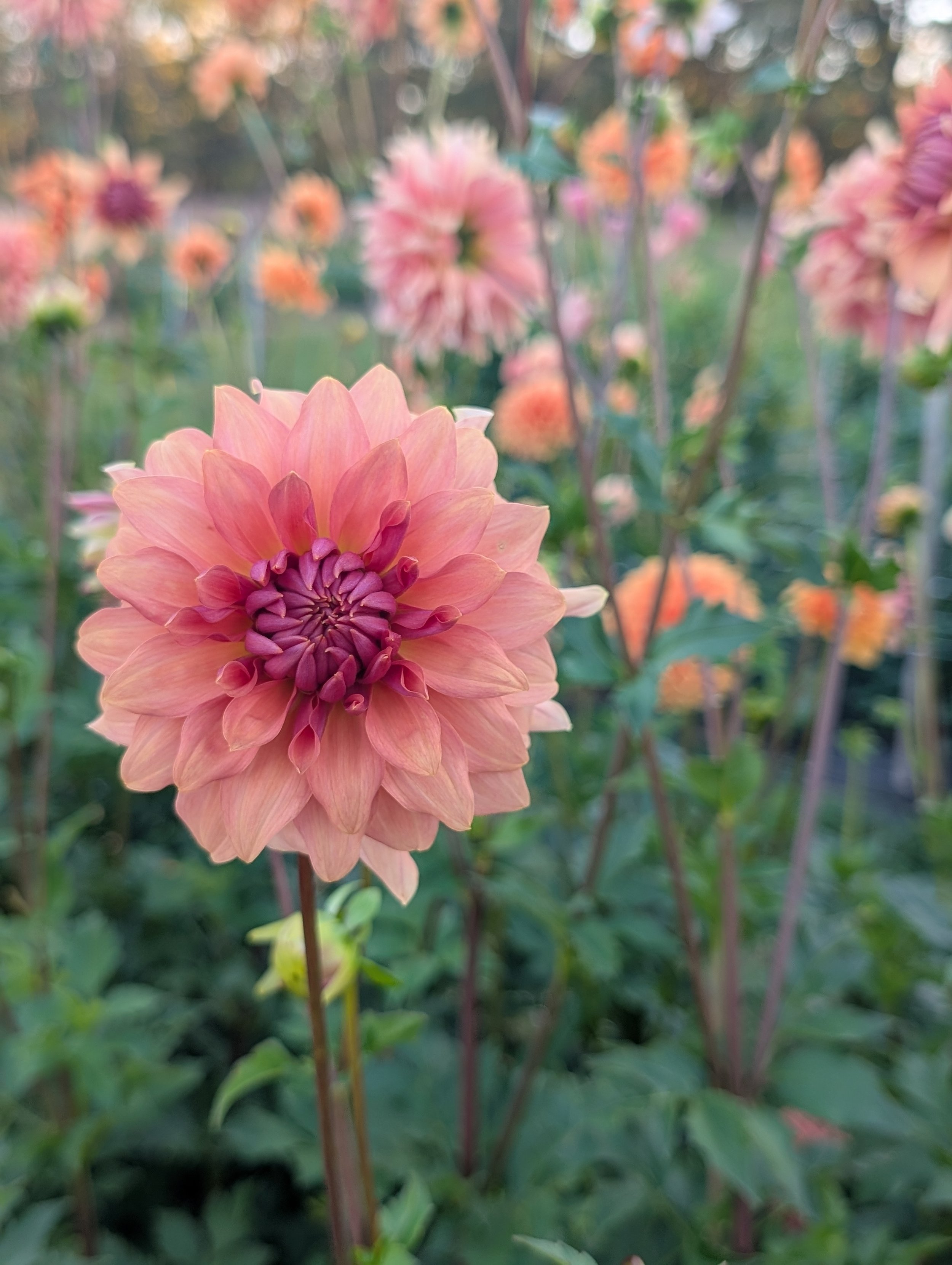 PXL_20251006_213453527.PORTRAIT.ORIGINAL (1).jpg