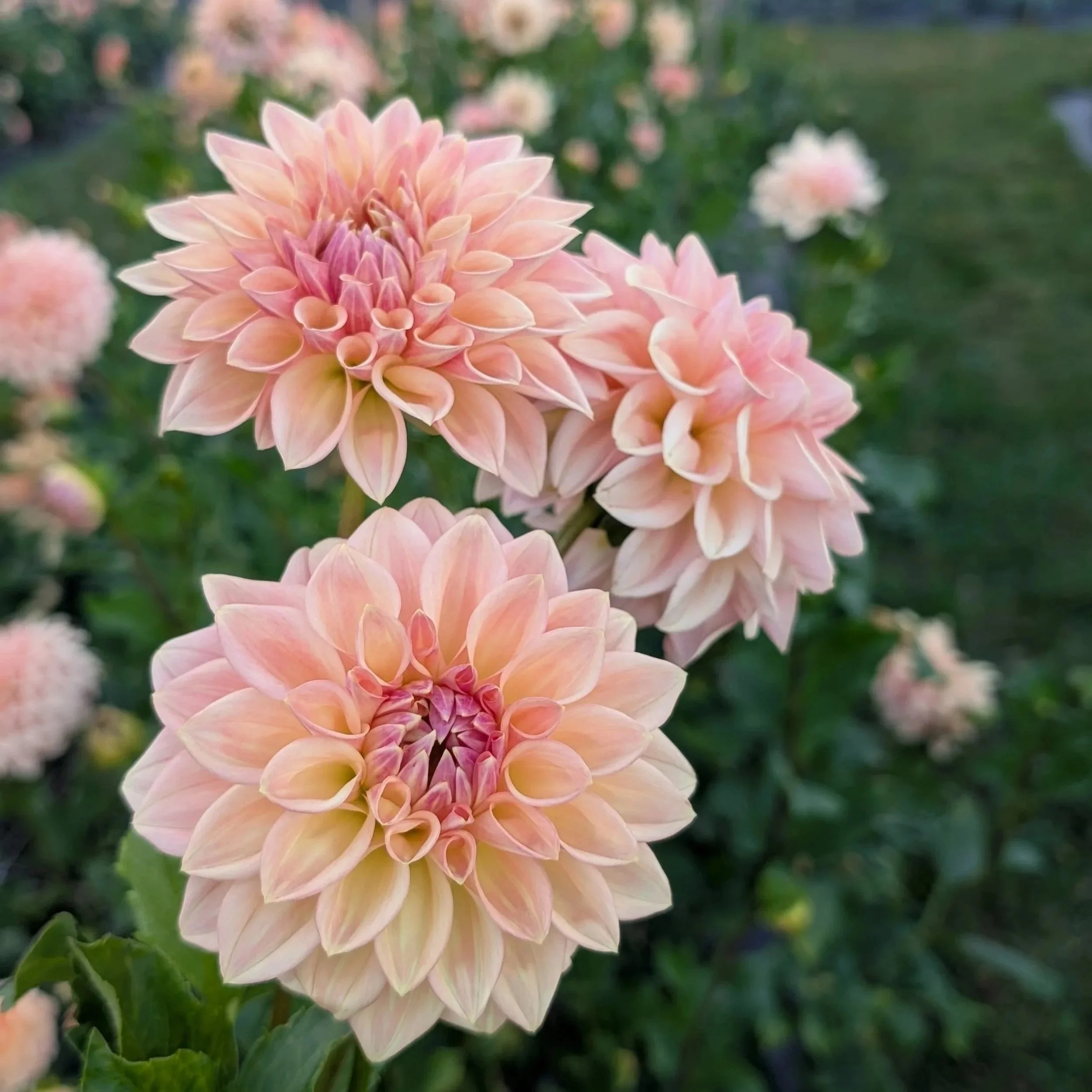 Bloomquist Alan *NEW*