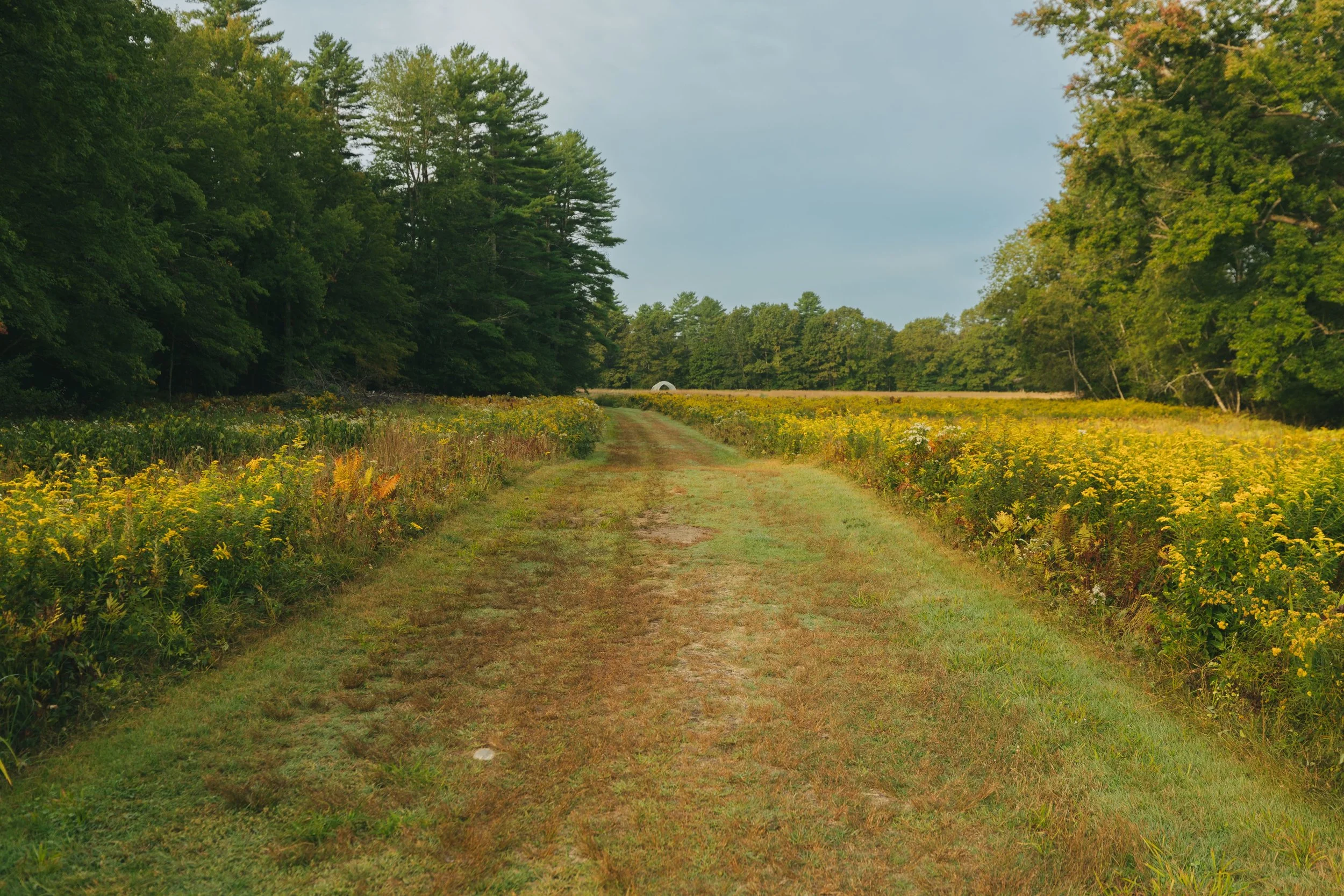 A dirt path running through a field of yellow wildflowers, with trees on both sides under a cloudy sky.