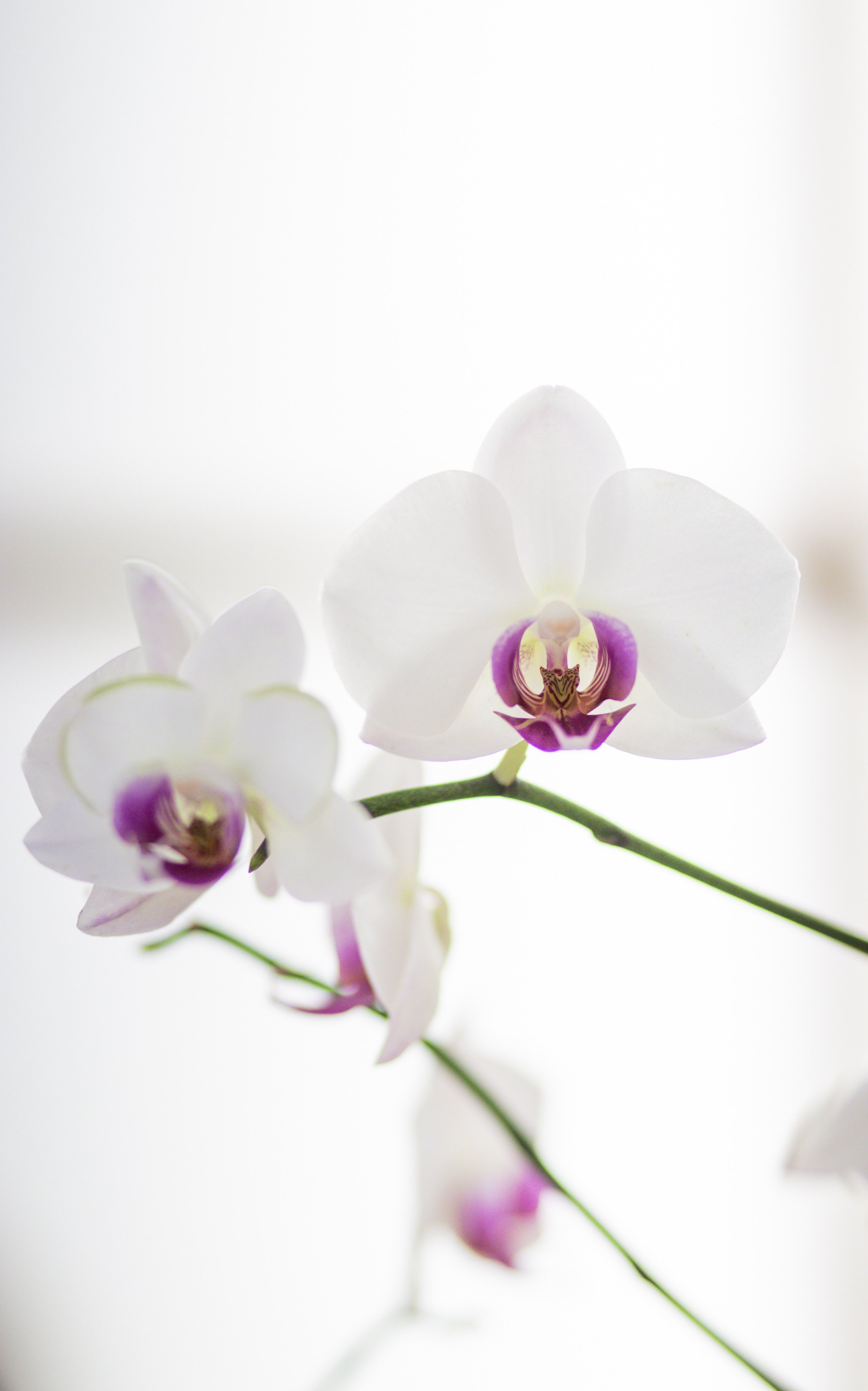 Close-up of a white orchid flower with purple and yellow details on a light background.