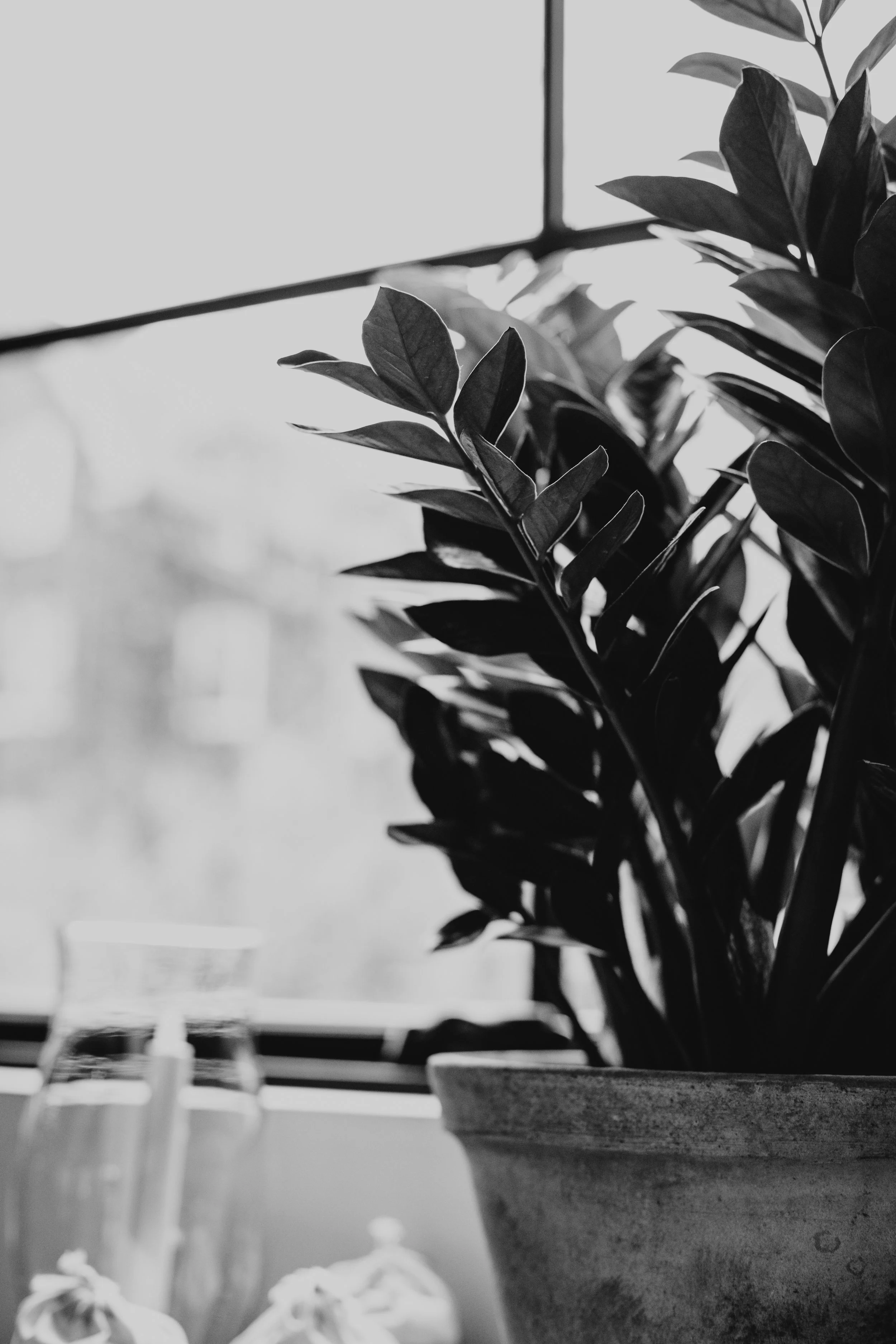 Black and white photo of a potted plant on a windowsill, with a glass and other objects blurred in the background.