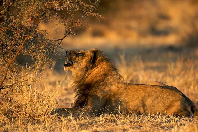 Kalahari lions