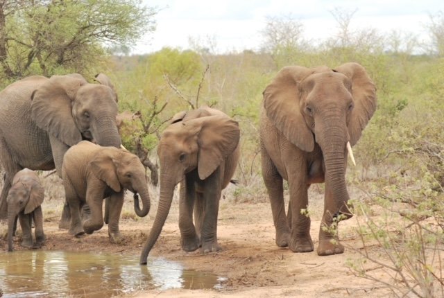 Dreams &amp; Tracking Retreat in the Kalahari Desert 2027