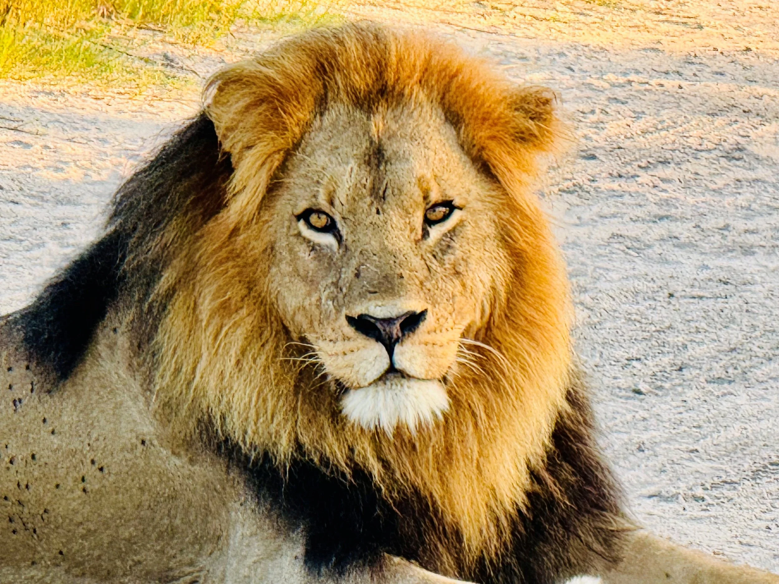 Dreams &amp; Tracking Retreat in the Kalahari Desert 2027