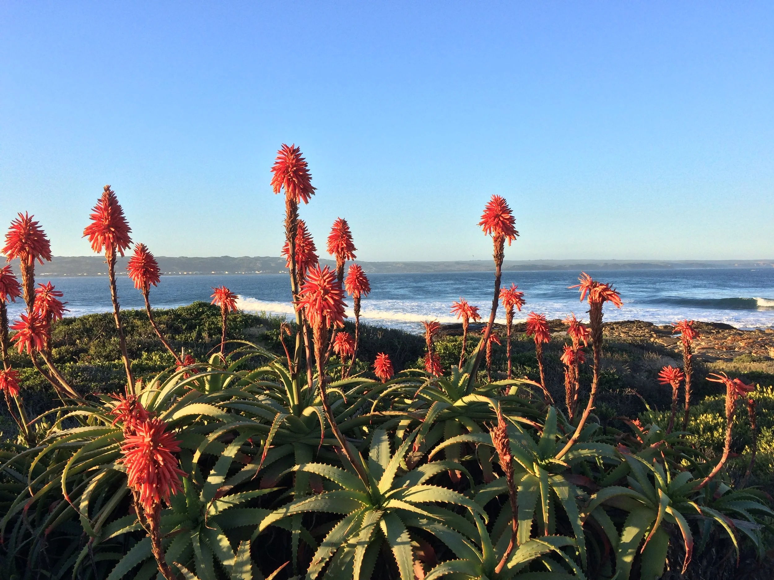 Plant Spirit Medicine: Healing &amp; Protection Rituals
