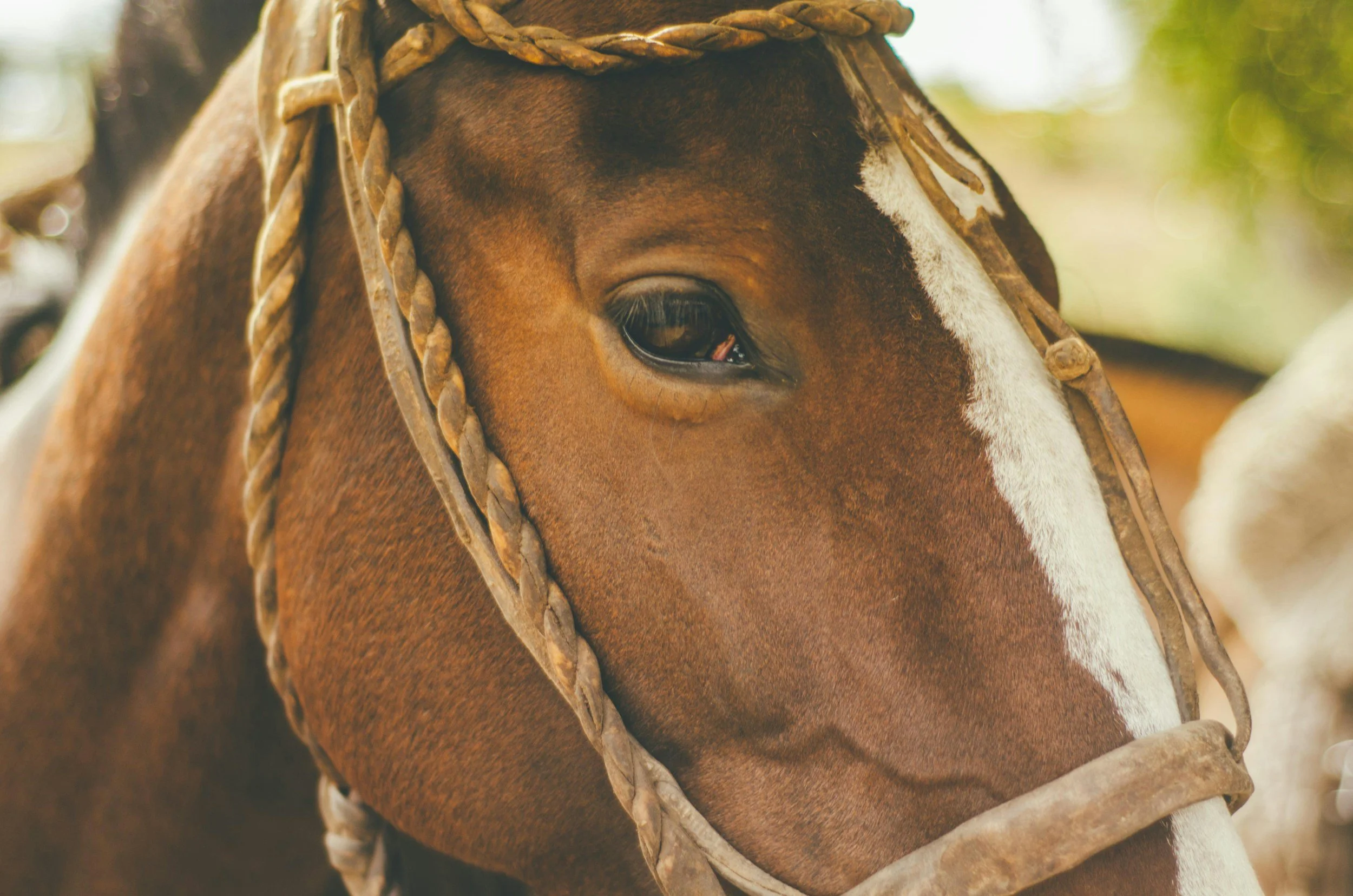 Close-up of a brown horse's face with a white streak, wearing a leather bridle, outdoors with blurred greenery.