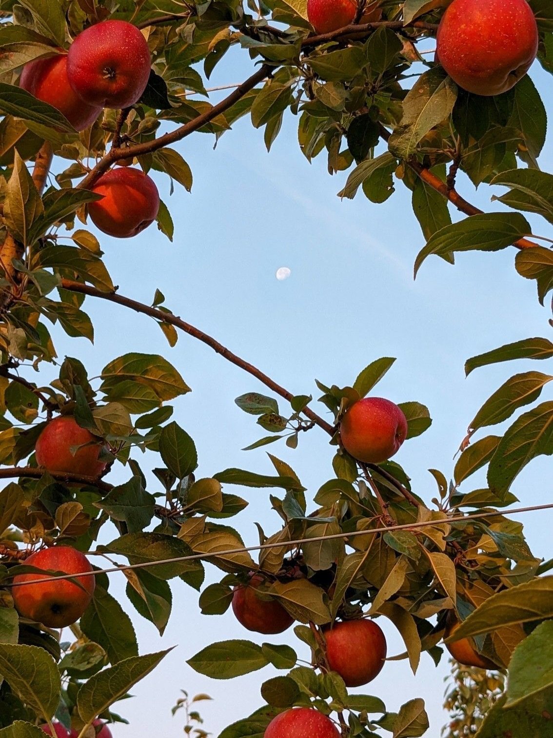 Rosh Hashanah Specials 🍎🍯🍏