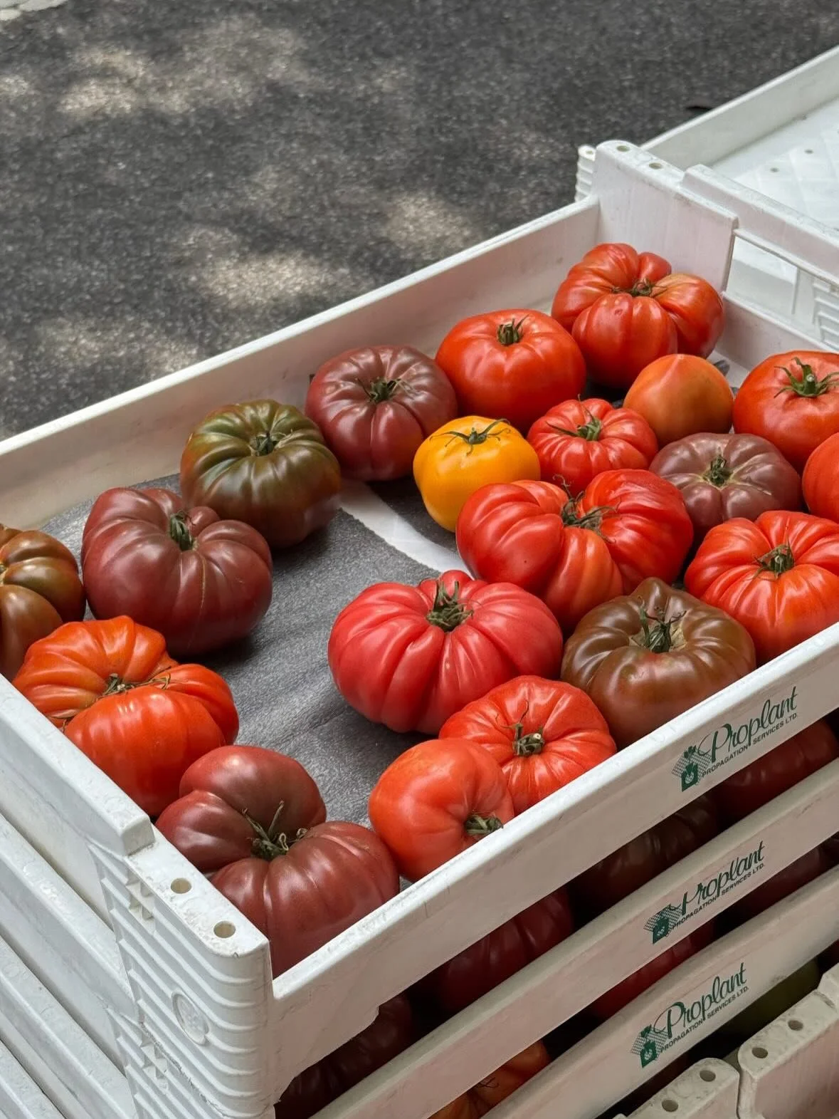 making heirloom tomato tarts for shabbat this week 🍅 check our full menu and place your order through the link in our bio 🍅🍅🍅