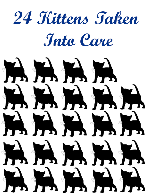 2024 kitten intake.png