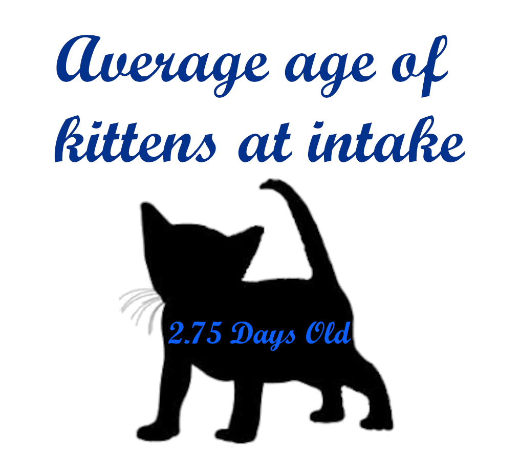 2024 avg age.png