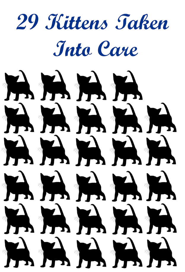 2025 kitten intake.png