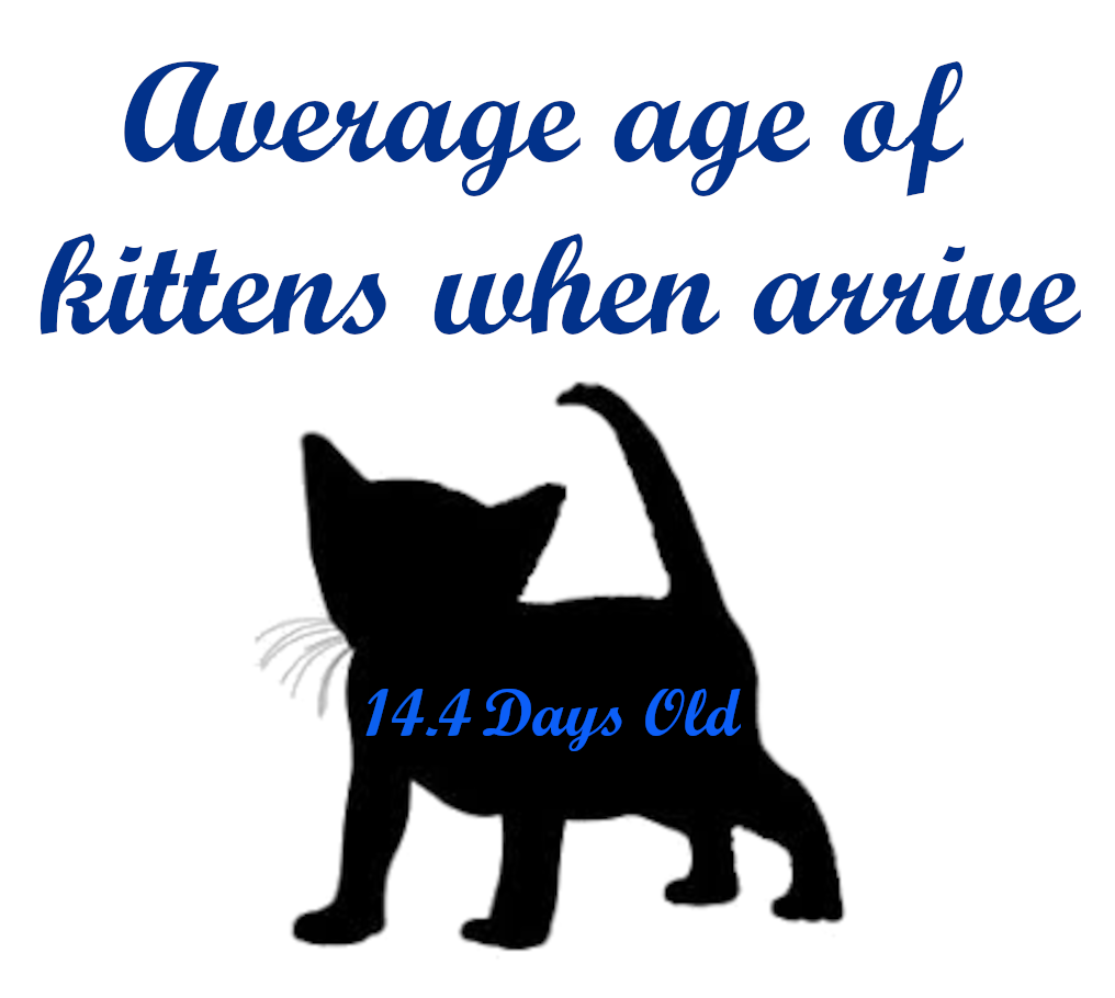 2025 avg age.png