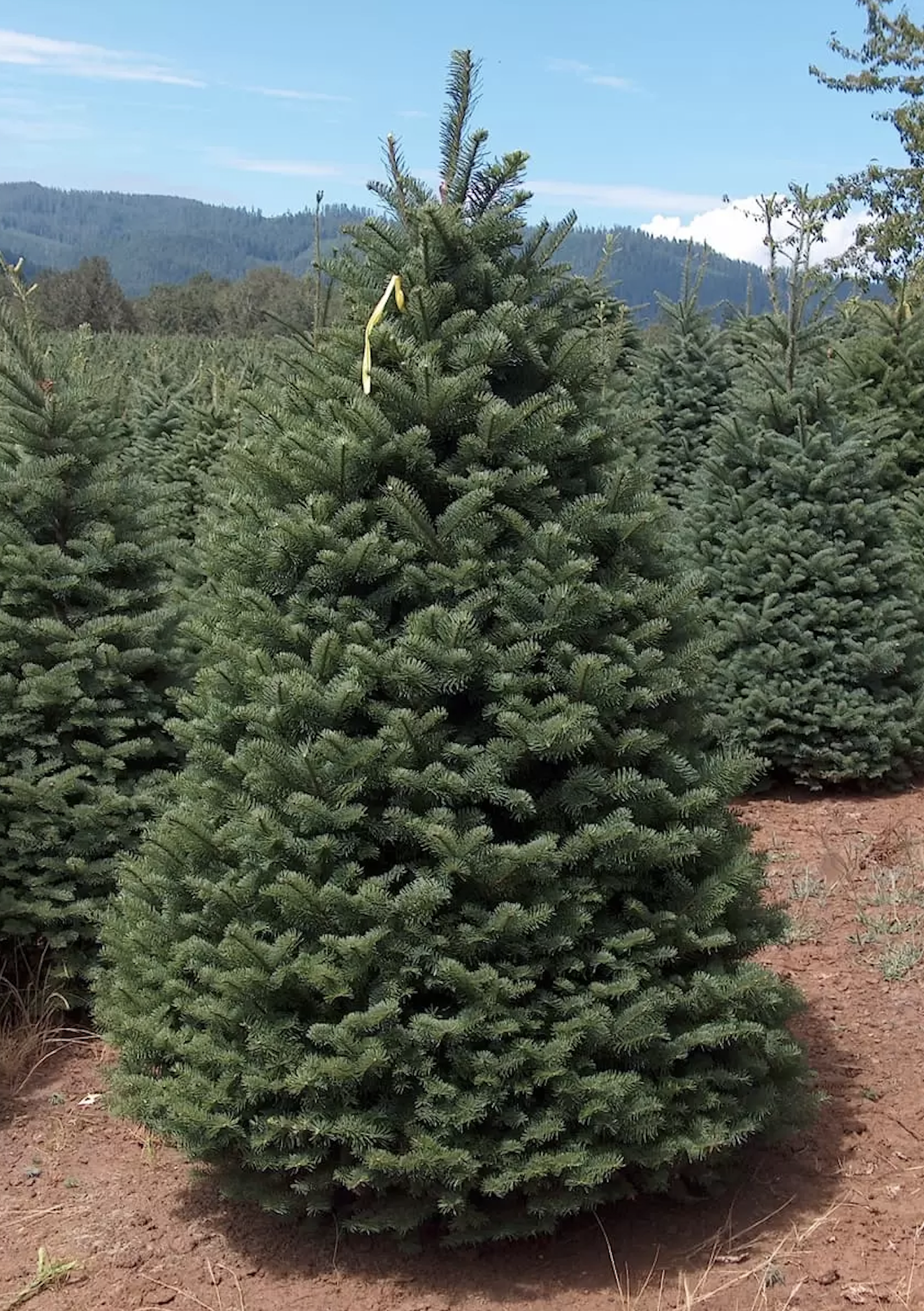 Noble Fir