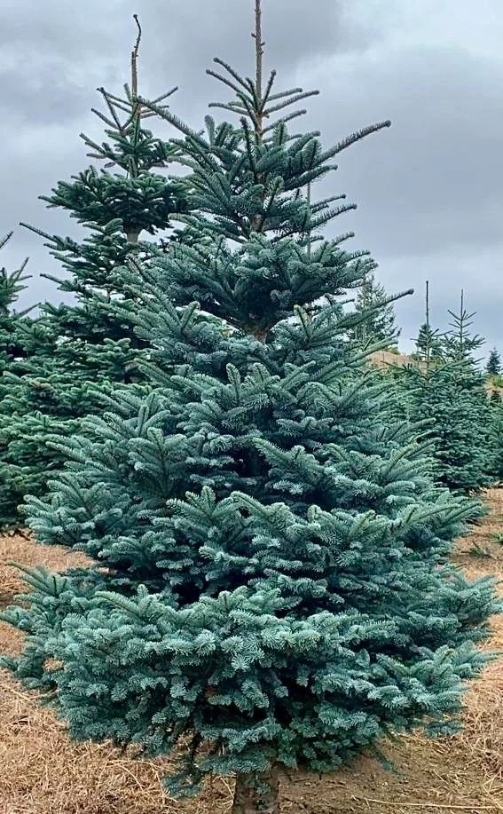 Special Naturals (Wild Trees)