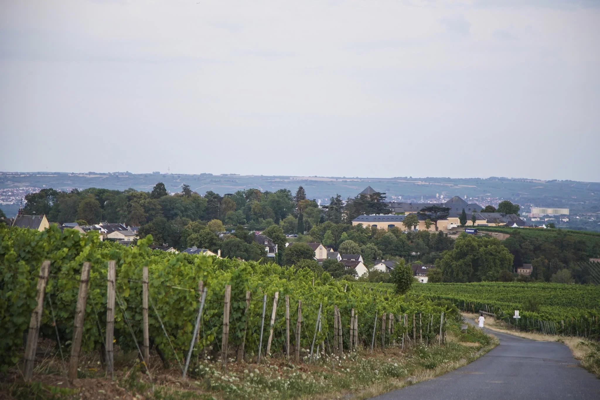 Riesling und der Hansenberg