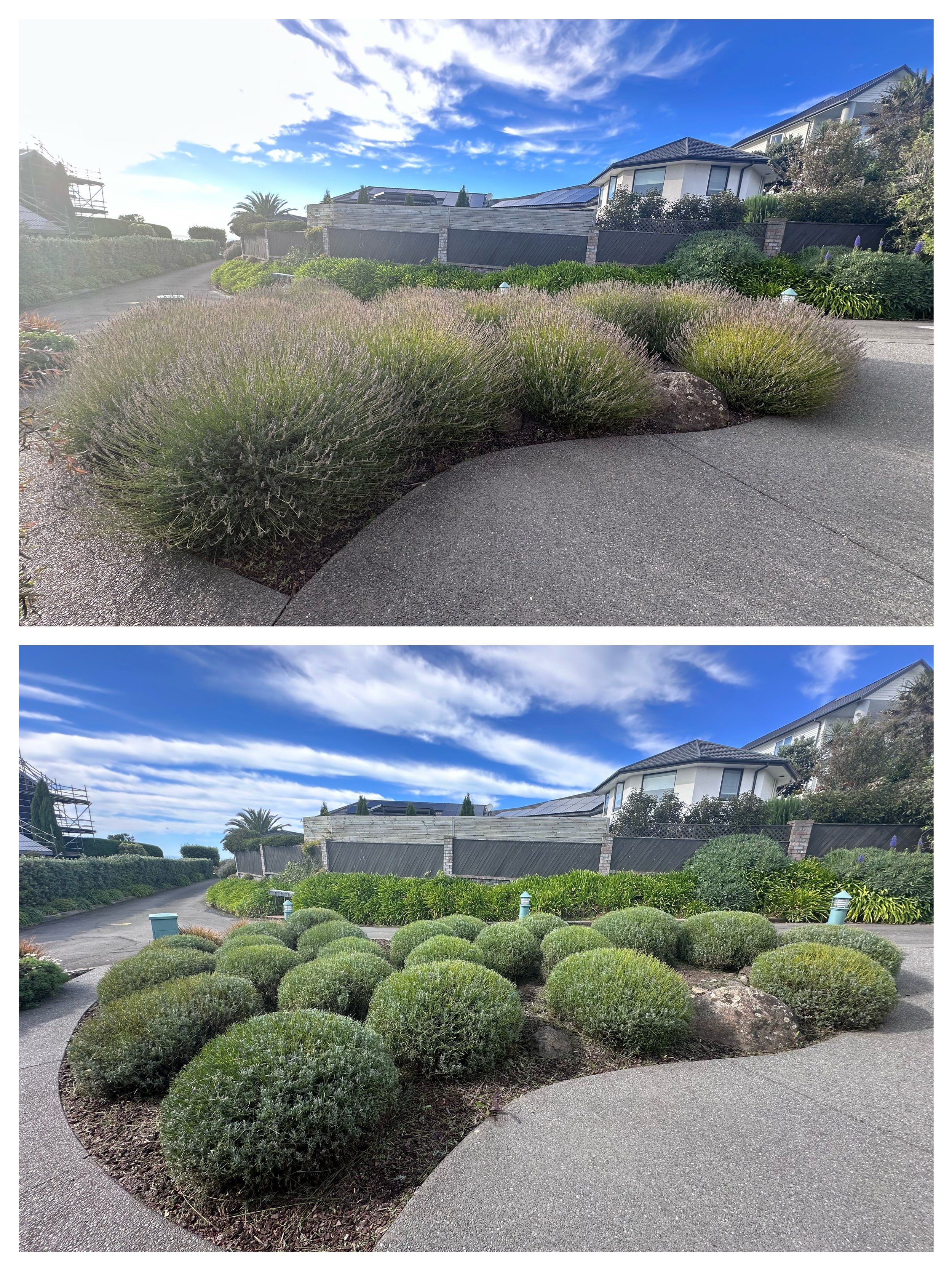 Hedge trimming and tree shaping in scarborough hill, Sumner