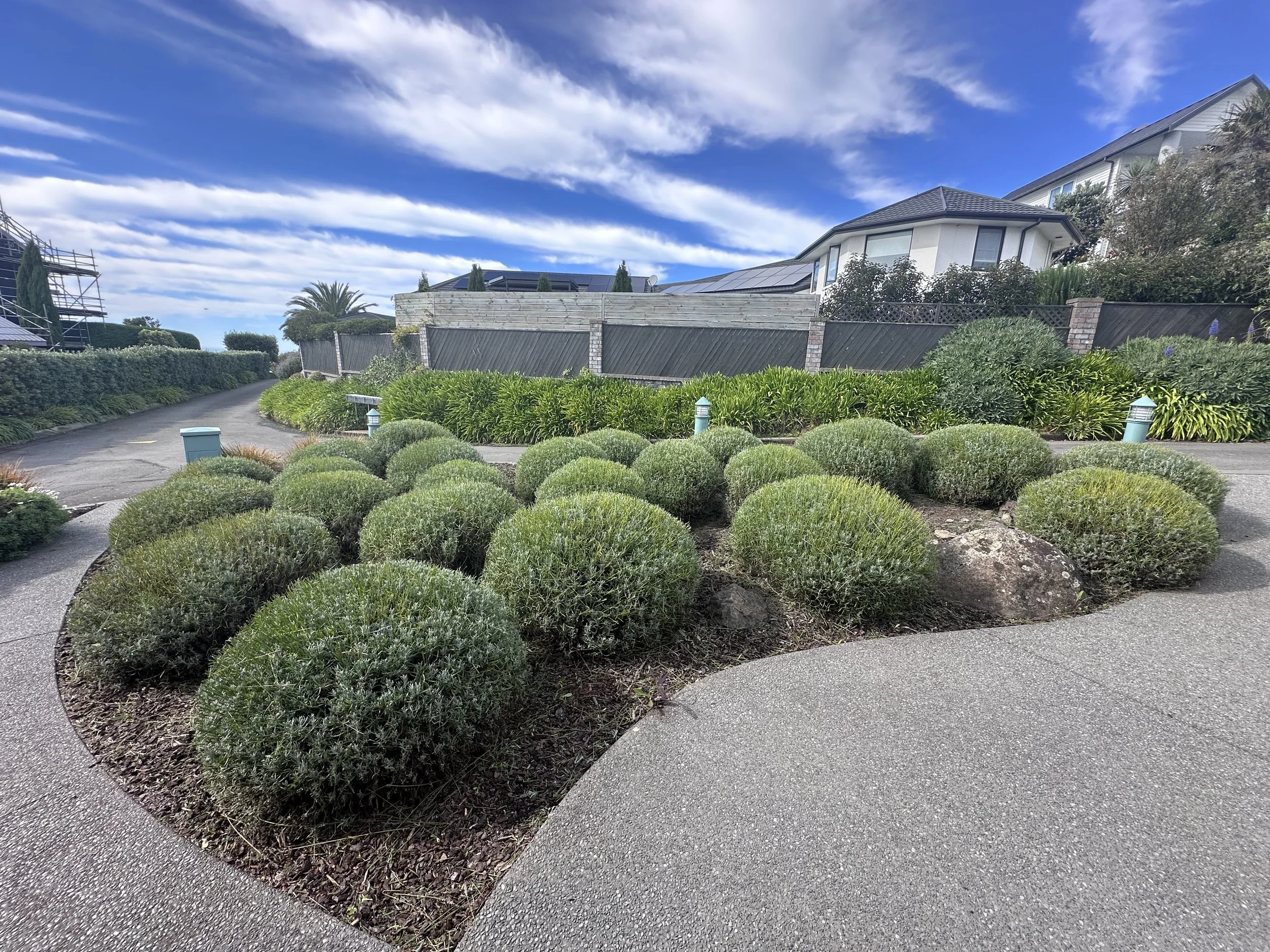 Hedge trimming and shaped shrubs and bushes on sumner him