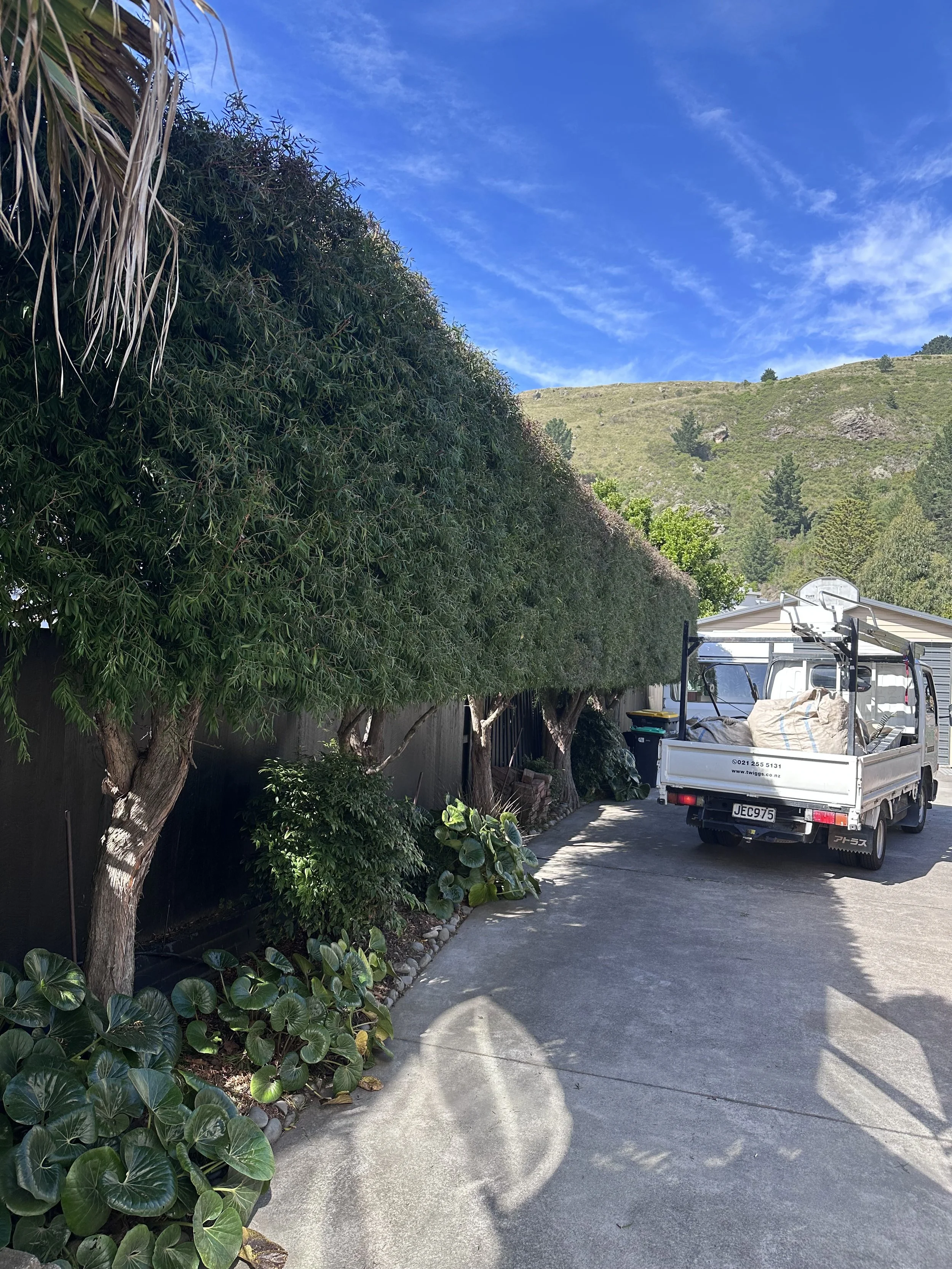 Hedge trim and shaped hedge in Sumner