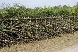 Class 56- Best Piece of Hedge Laying- one year's growth