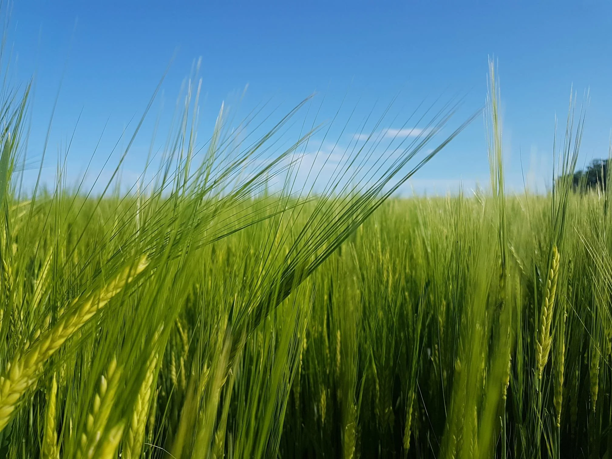 Class 18 - Spring Barley- match day sample