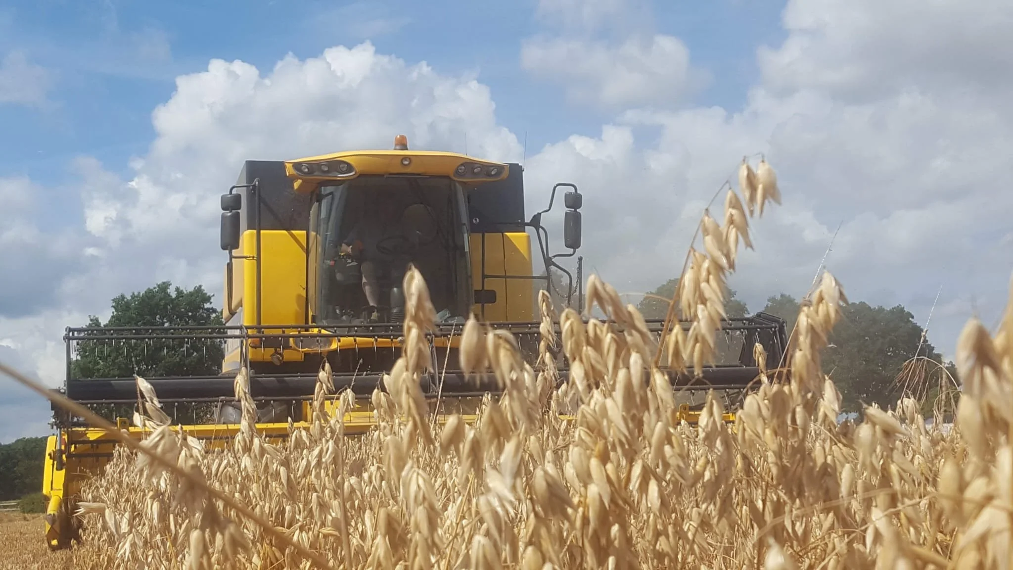 Class 15 - Winter Oats- match day sample