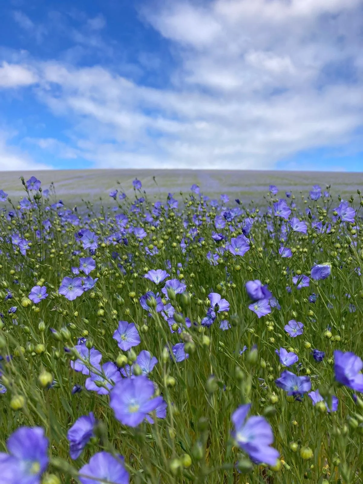 Class 47- Best Field of Linseed