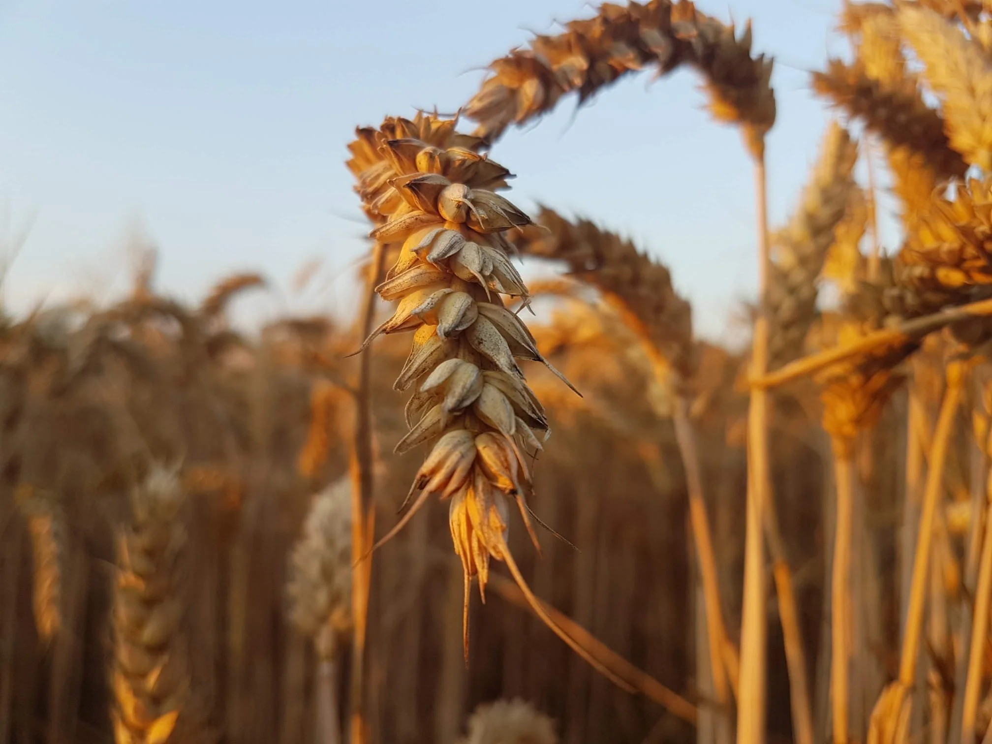 Class 41a- Best Field of Spring Wheat
