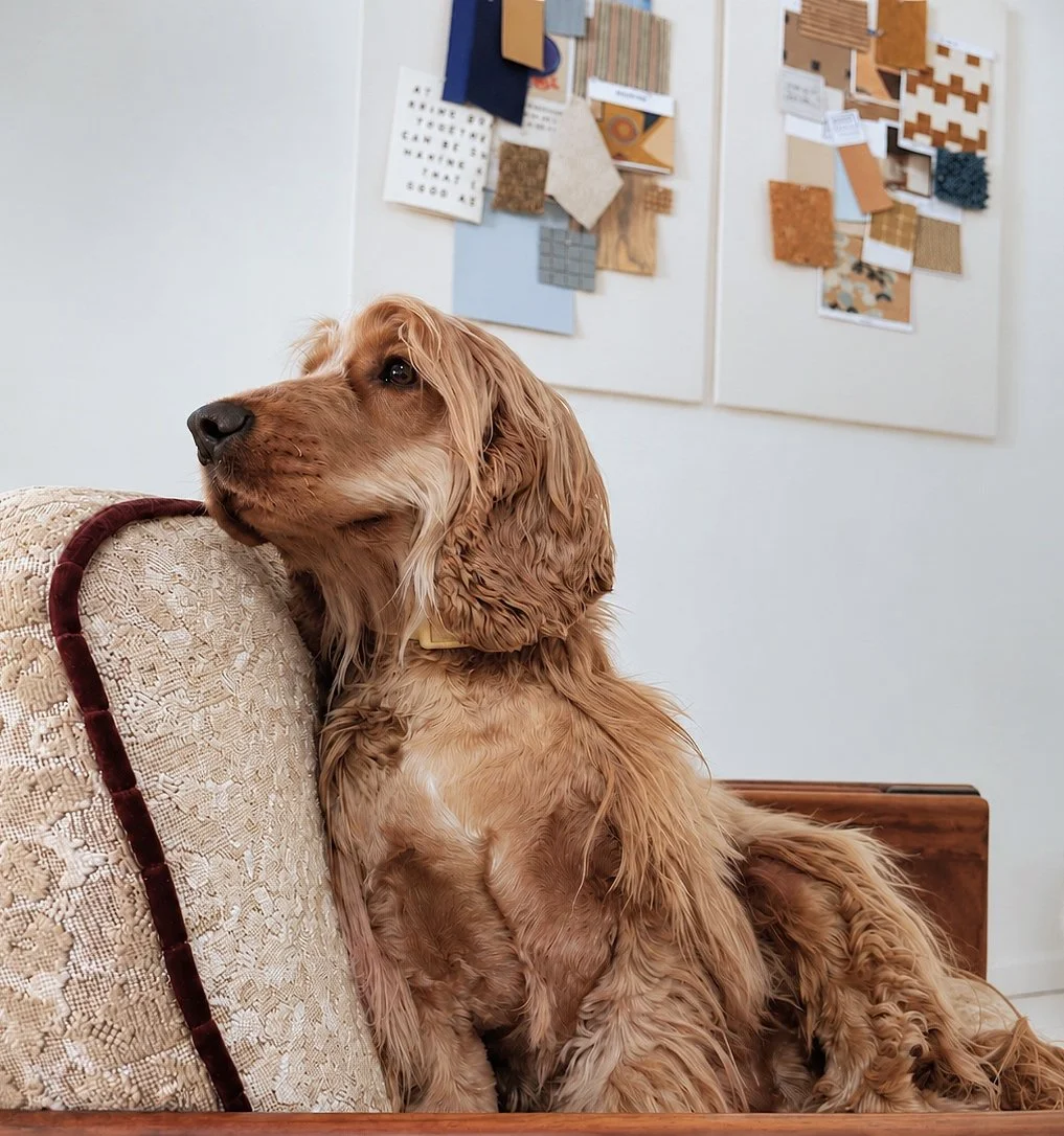 A golden retriever dog sitting on a couch with its head resting on the armrest, looking to the side. The background shows wall art and design samples pinned on a board.